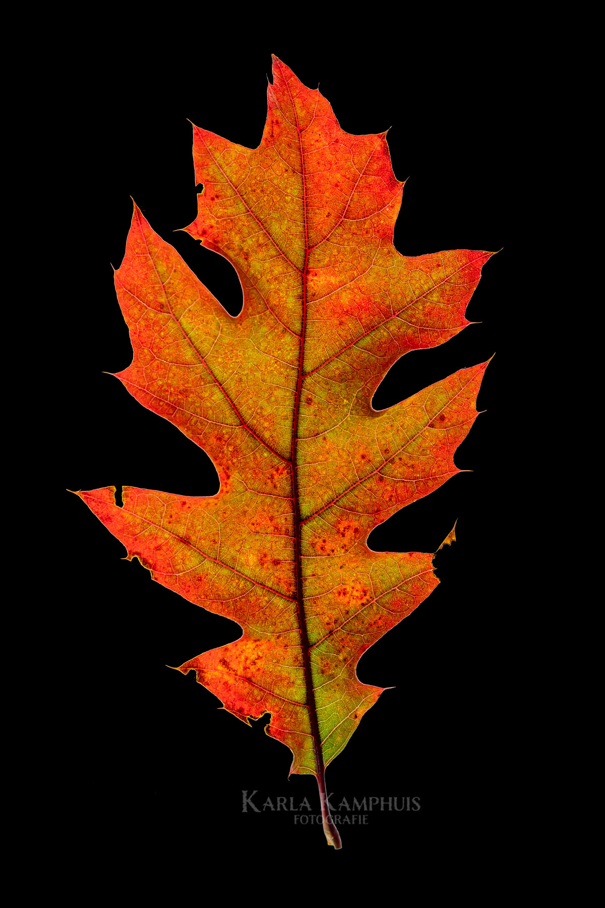 Quercus rubra 2