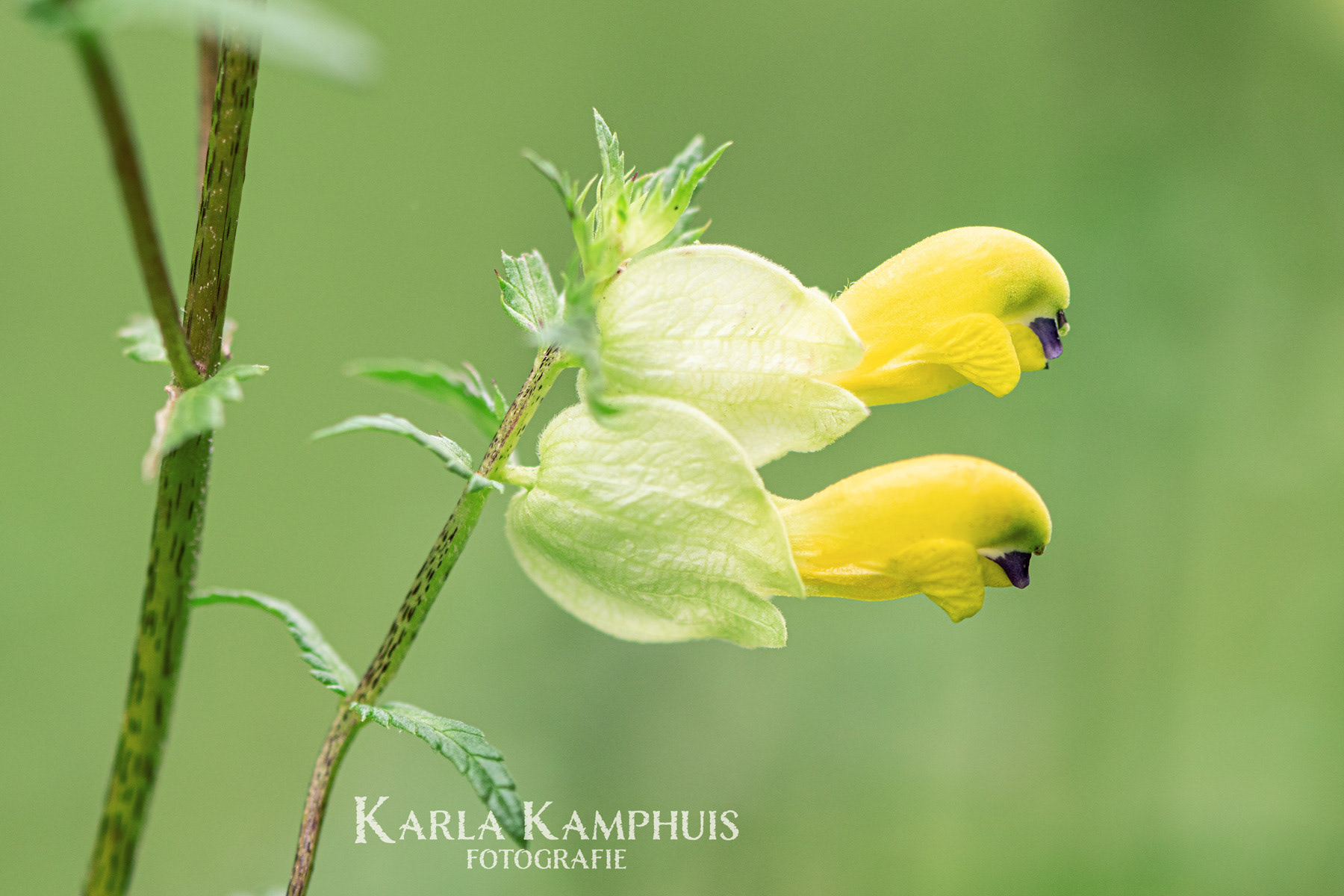 Rinanthus angustifolius 2