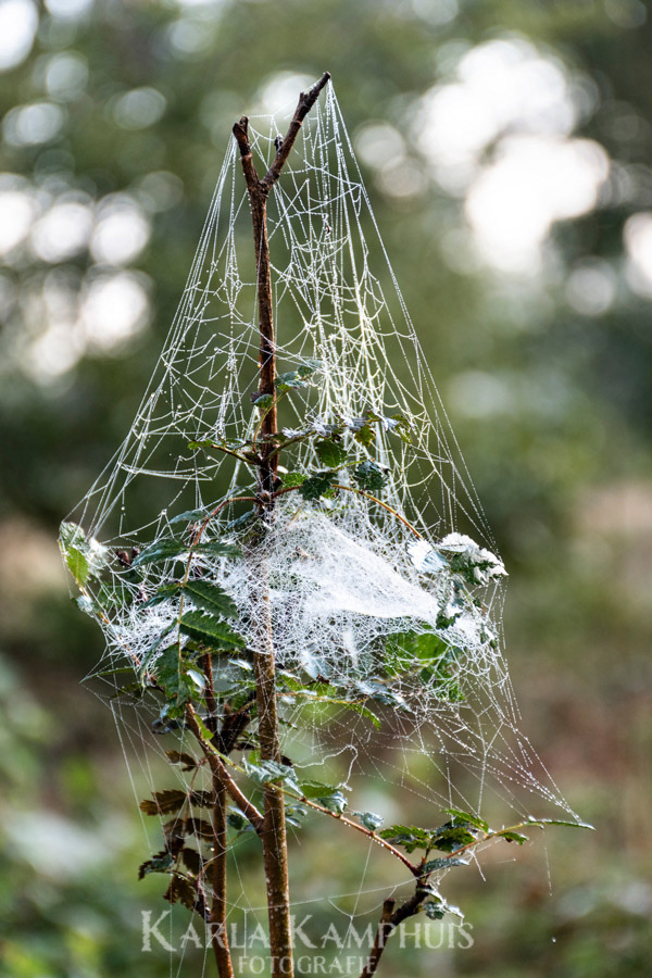 Spinnenweb 2