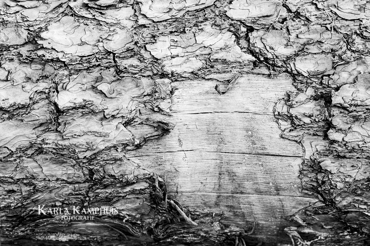 Hout zwartwit 3