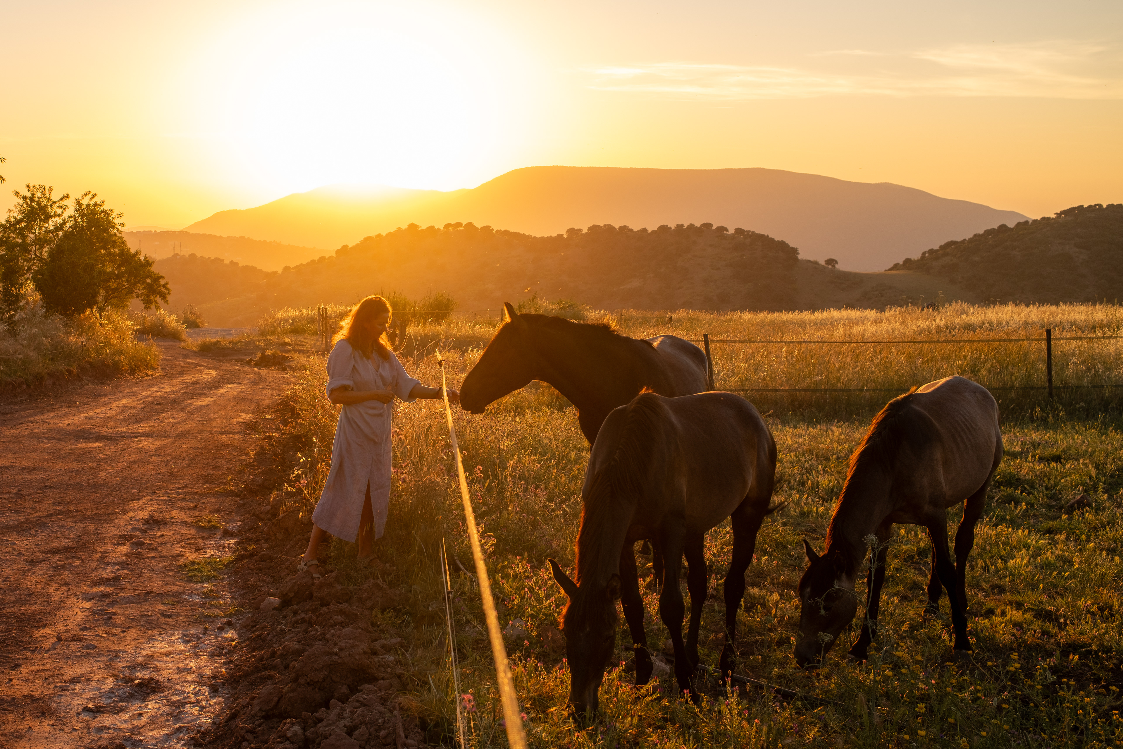 Lusitano horses in the south of Spain