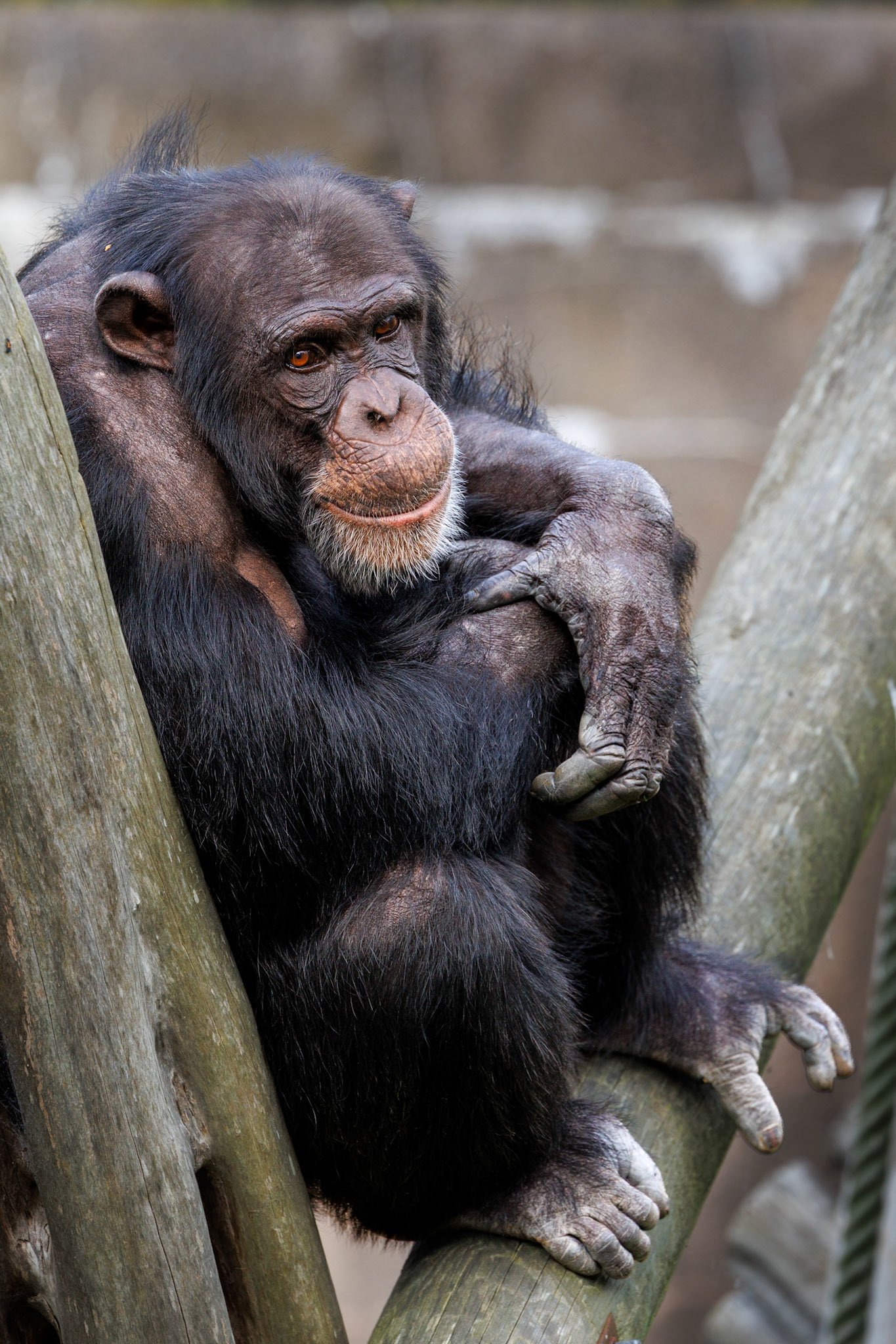 Chimpanzee, Edinburgh Zoo