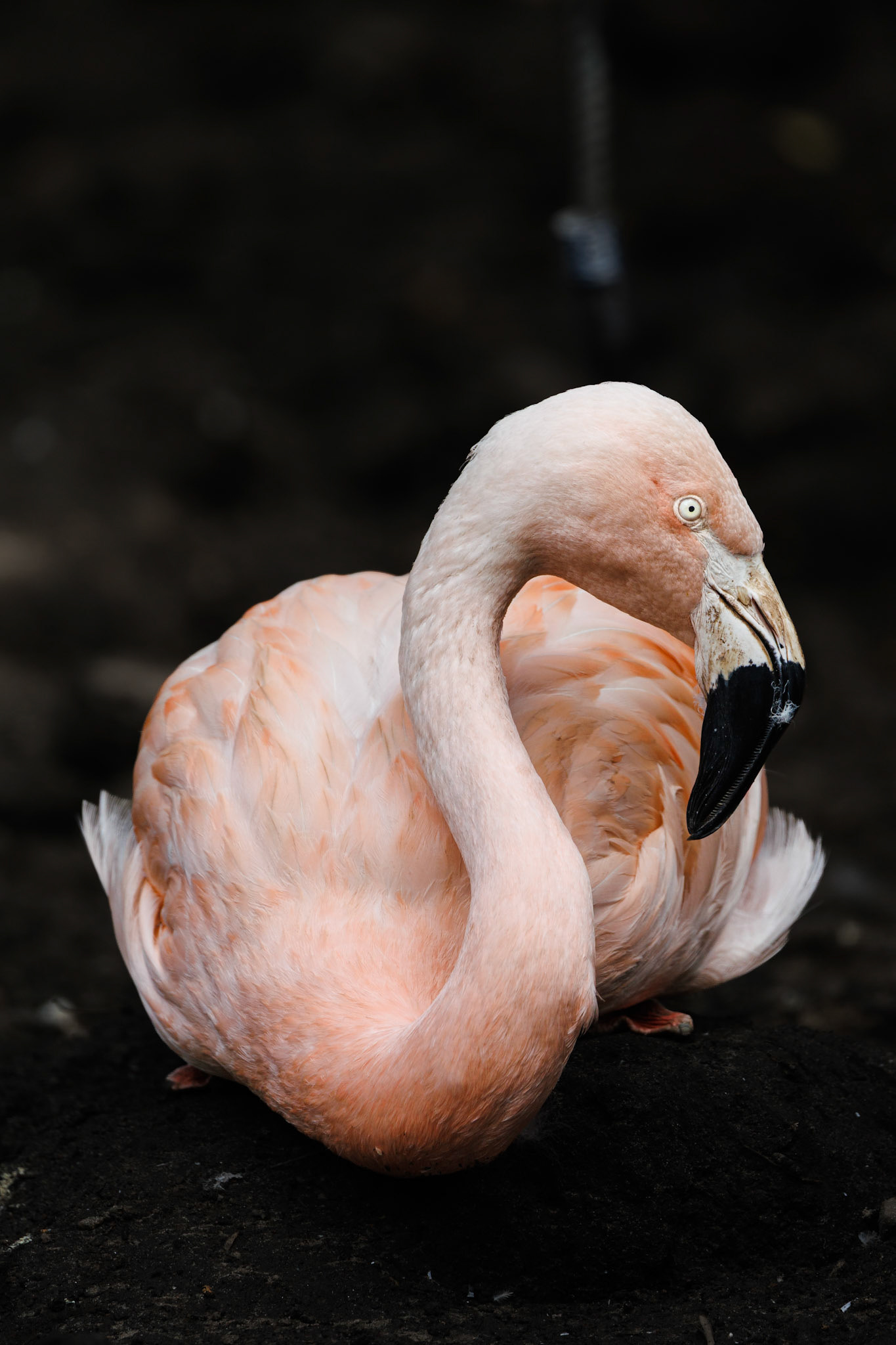 Chilean Flamingo, Edinburgh Zoo