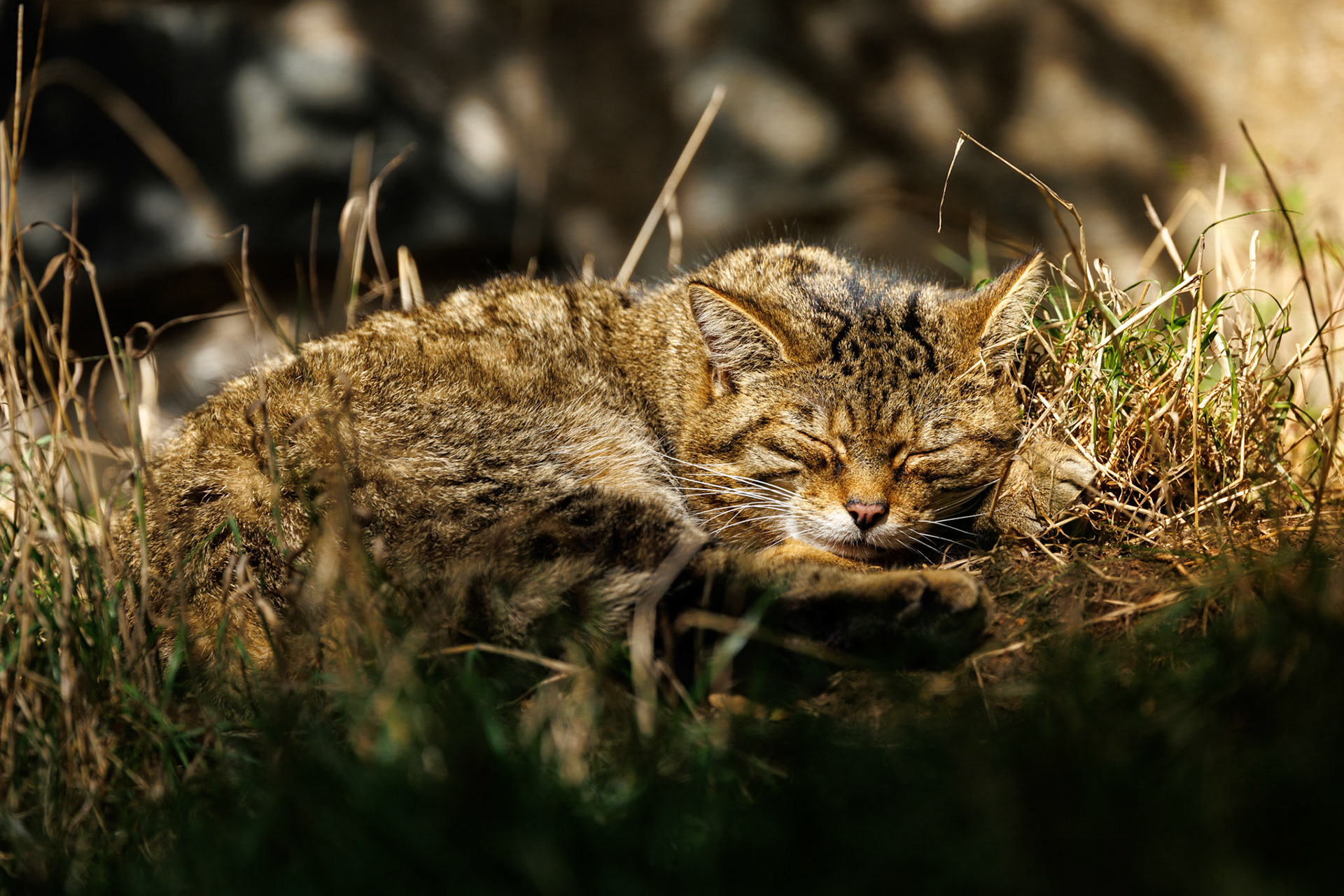 Scottish Wildcat, Edinburgh Zoo