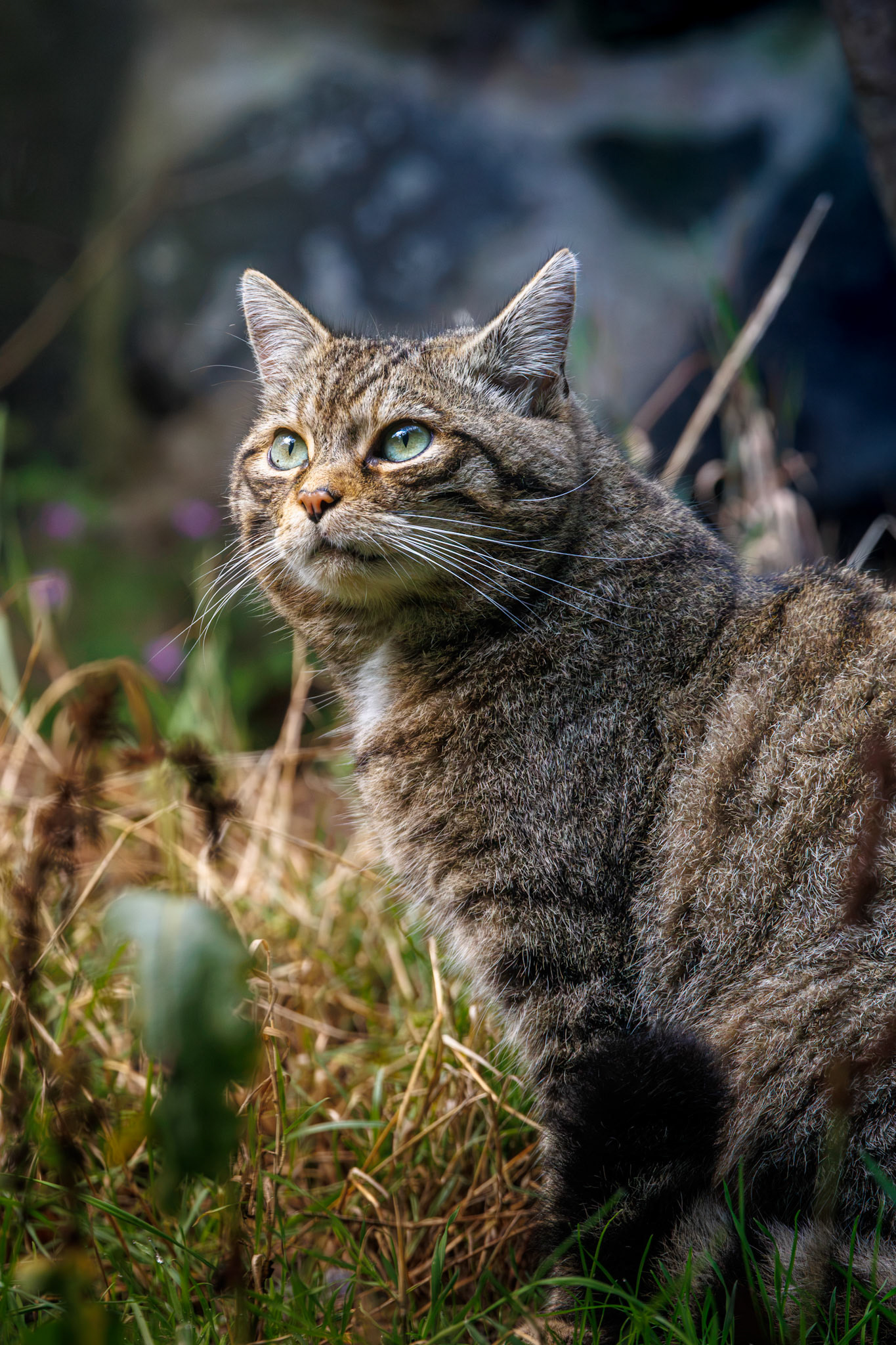 Scottish Wildcat, Edinburgh Zoo