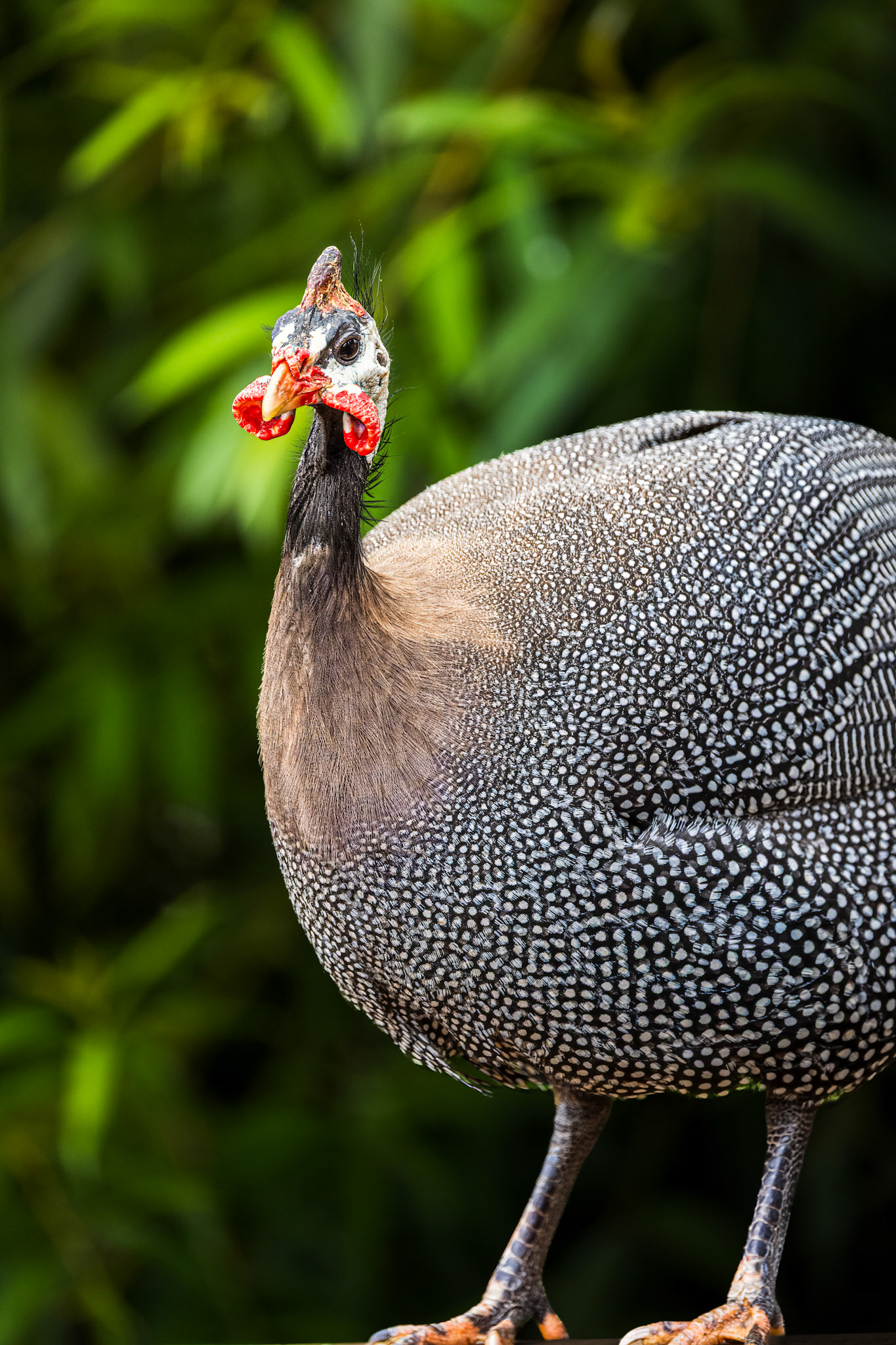 Helmeted Guineafowl, Bird Gardens Scotland