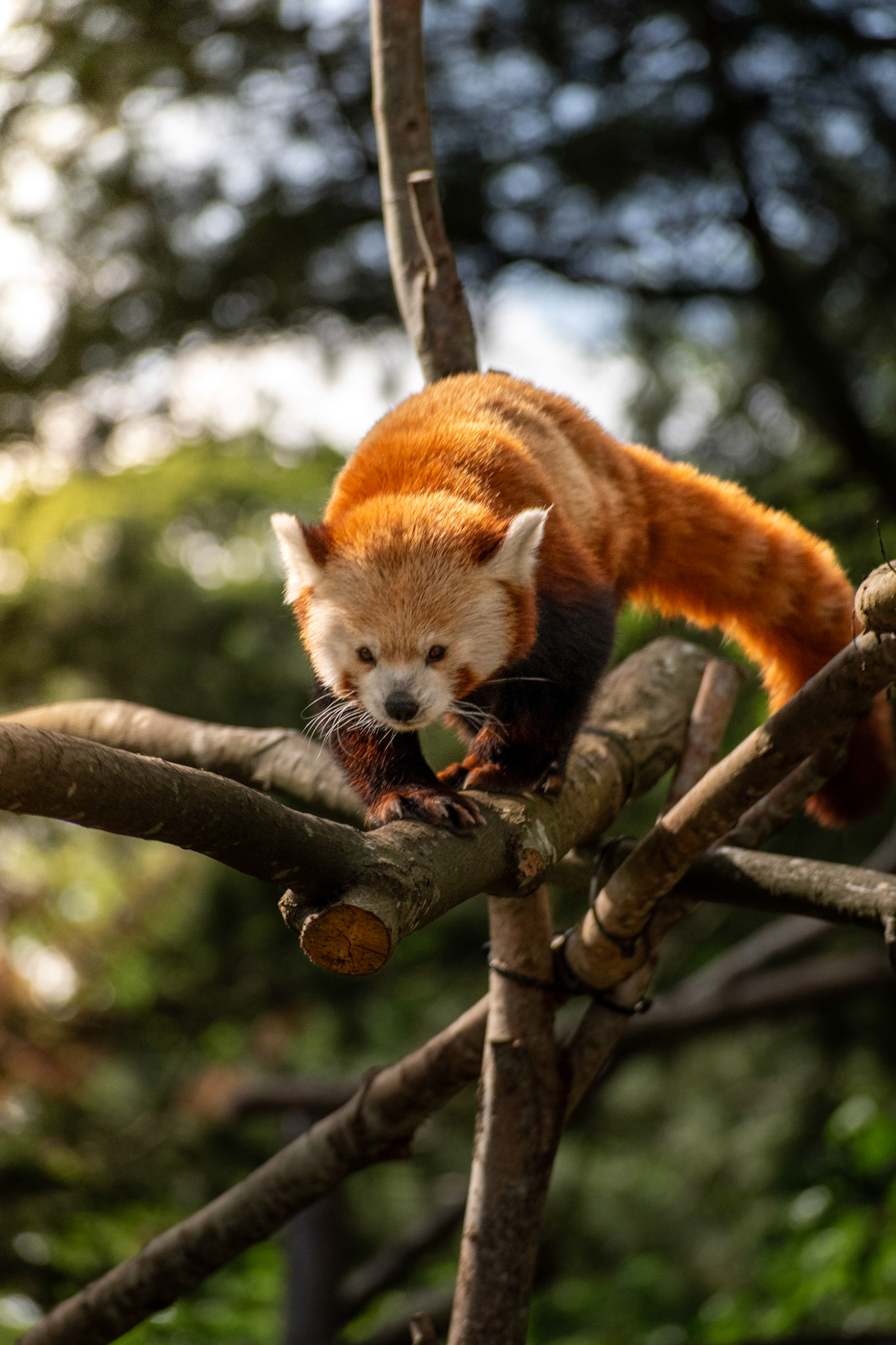 Red Panda, Edinburgh Zoo