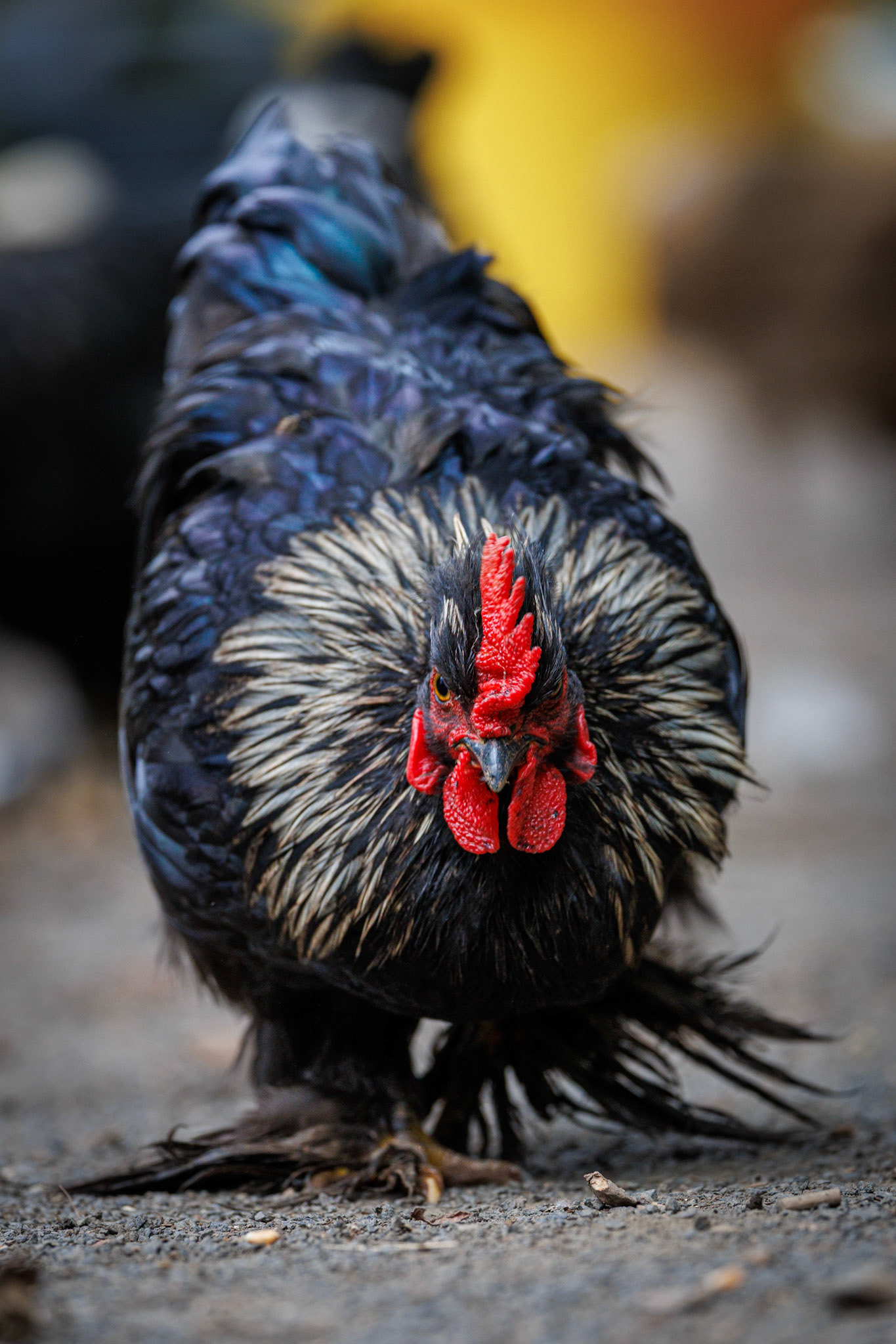 Booted Bantam, Bird Gardens Scotland