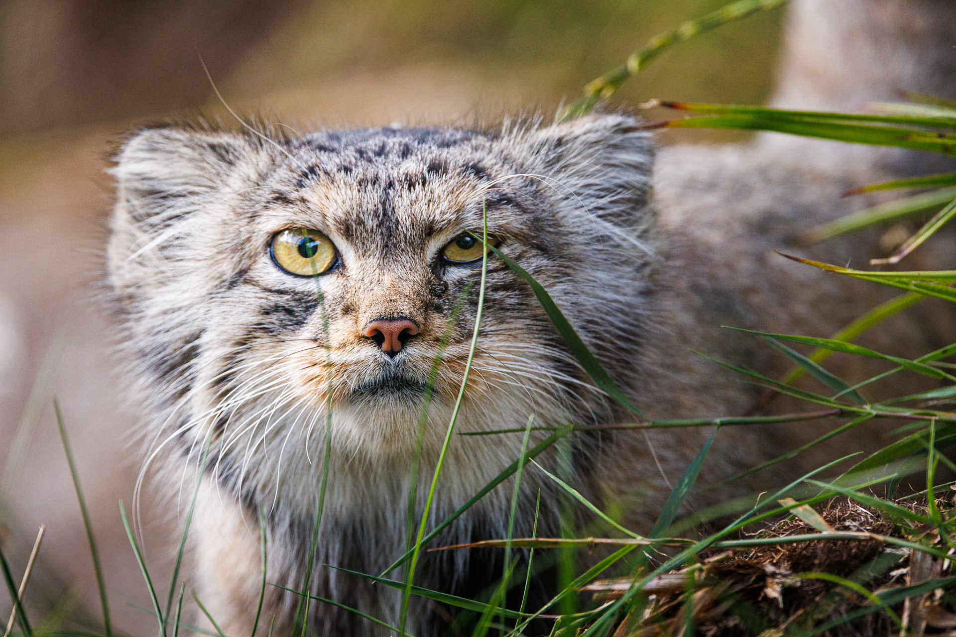 Duchess the Pallas's Cat, Edinburgh Zoo
