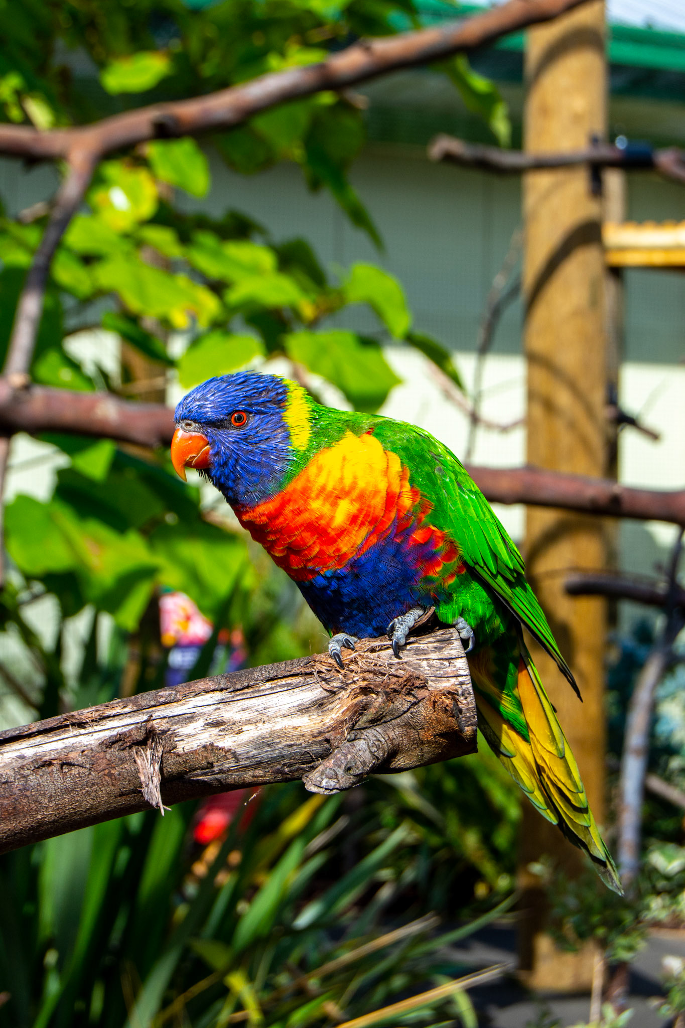 Rainbow Lorikeet, Edinburgh Zoo
