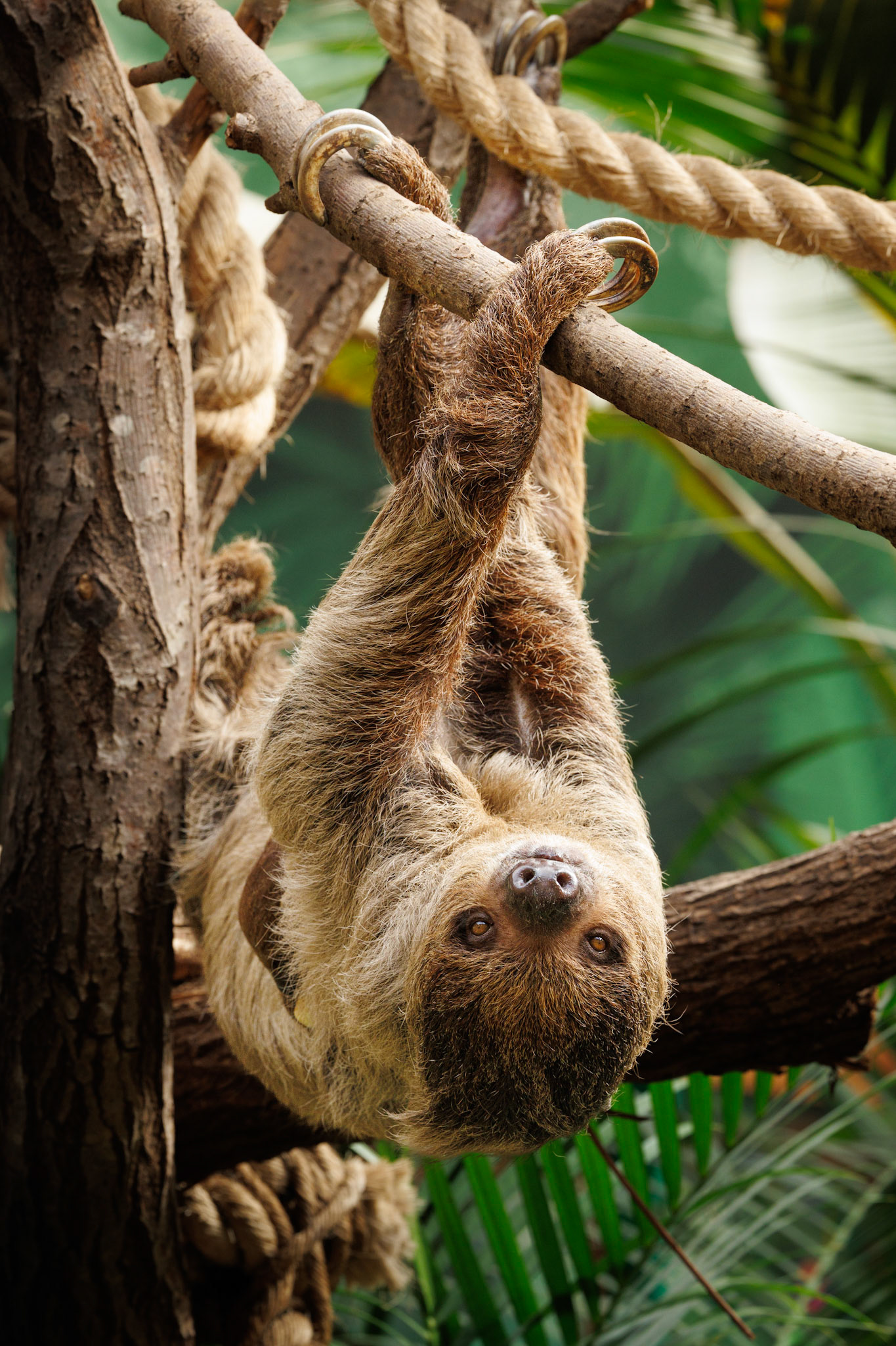 Feira the Linne's Two-toed Sloth, Edinburgh Zoo