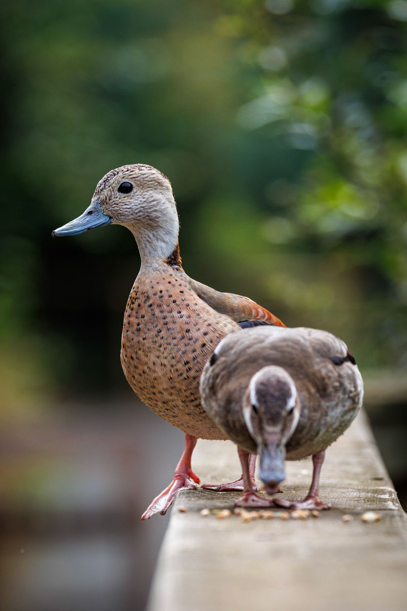 Ringed Teal Duck, Bird Gardens Scotland