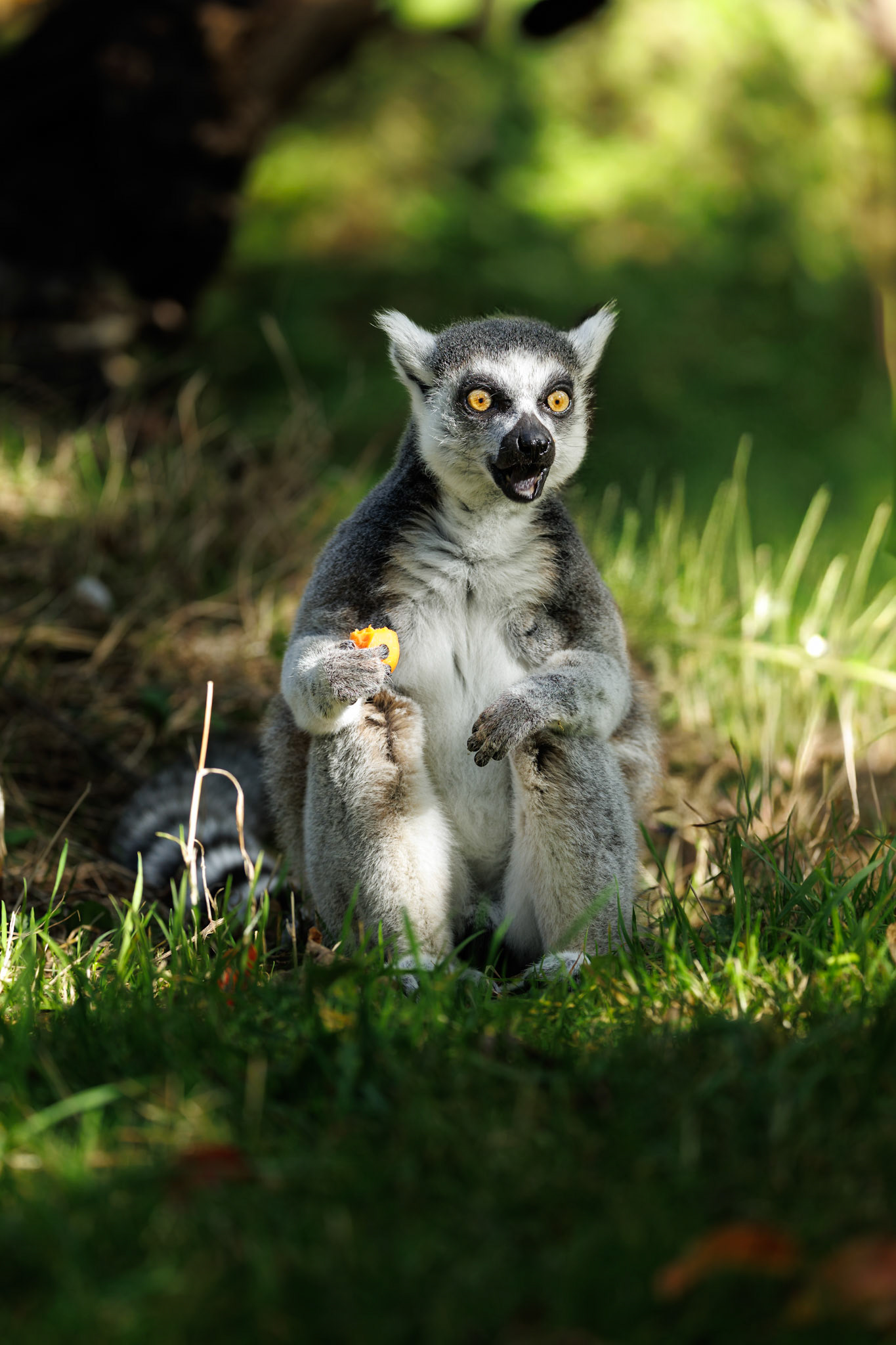 Ring-Tailed Lemur, Edinburgh Zoo