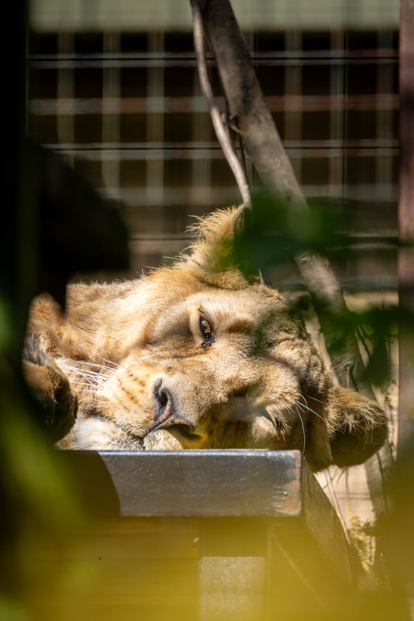 Lioness, Edinburgh Zoo