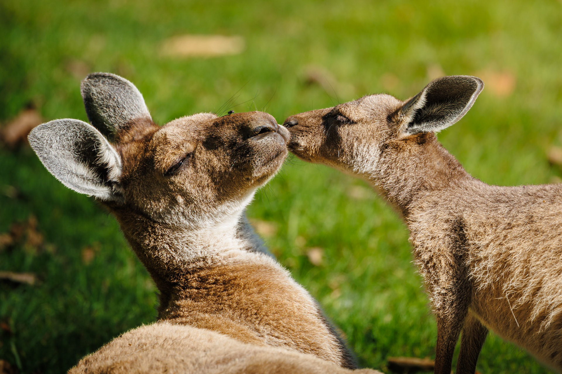Western Grey Kangaroos, Edinburgh Zoo