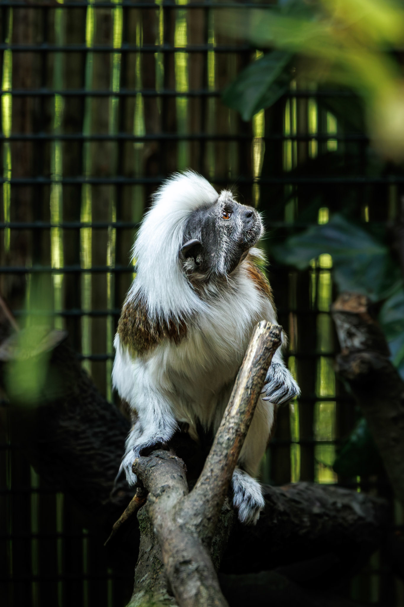 Cotton-top Tamarin, Edinburgh Zoo