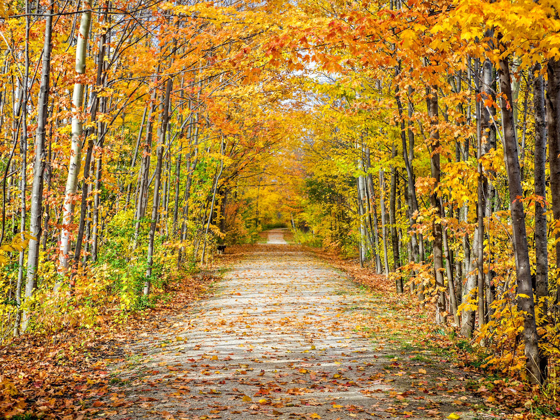 The Georgian Trial in fall glory near Thornbury, Ontario.