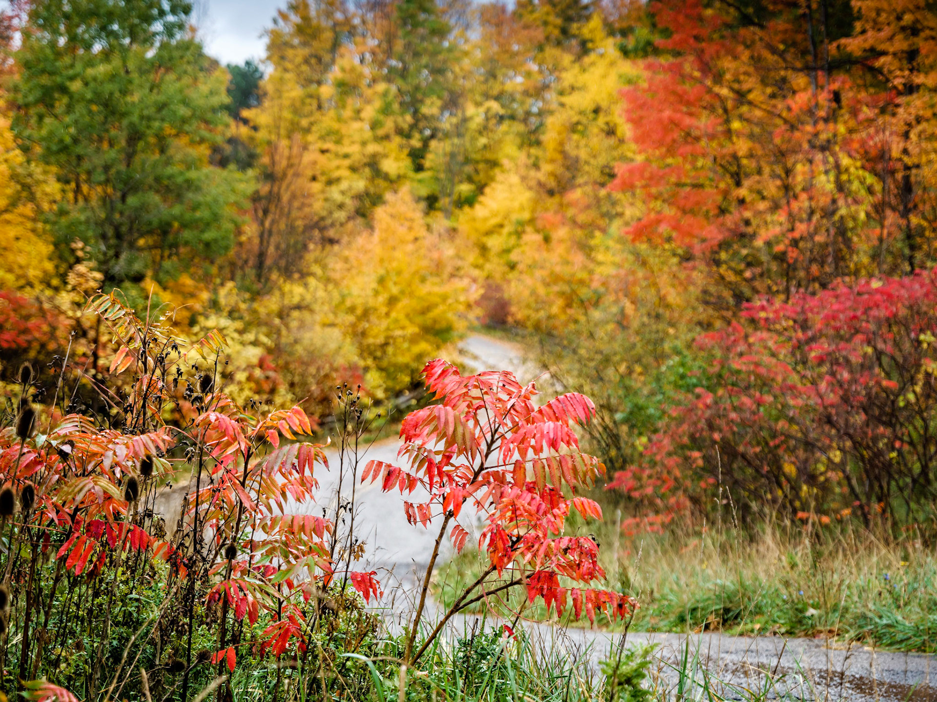 Fall colors along old Fourth Line Road in Oakville, Ontario.