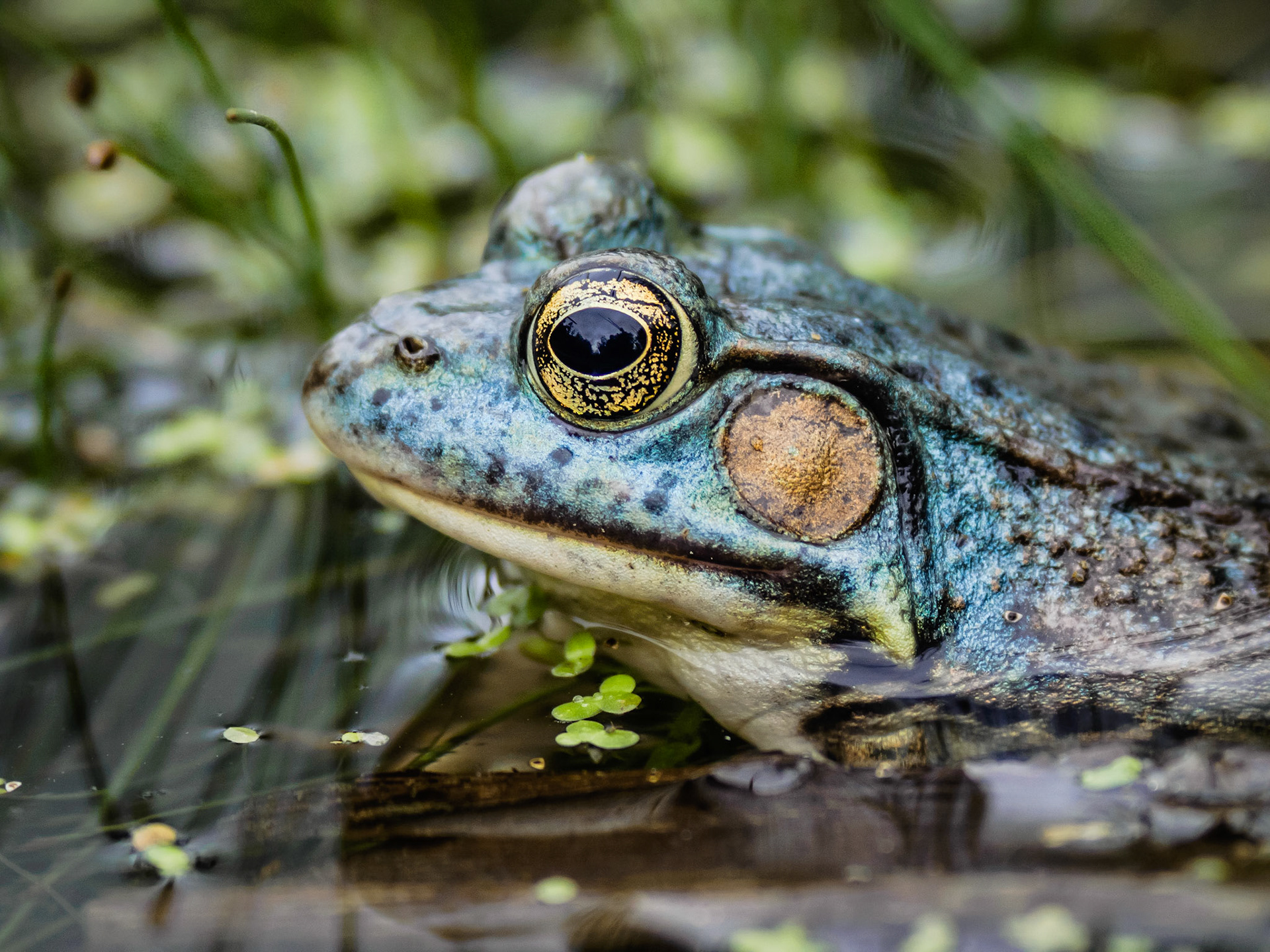 Pond Life 2