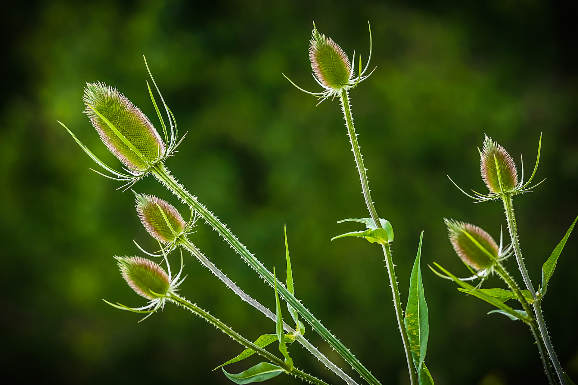 Prickly Situation
