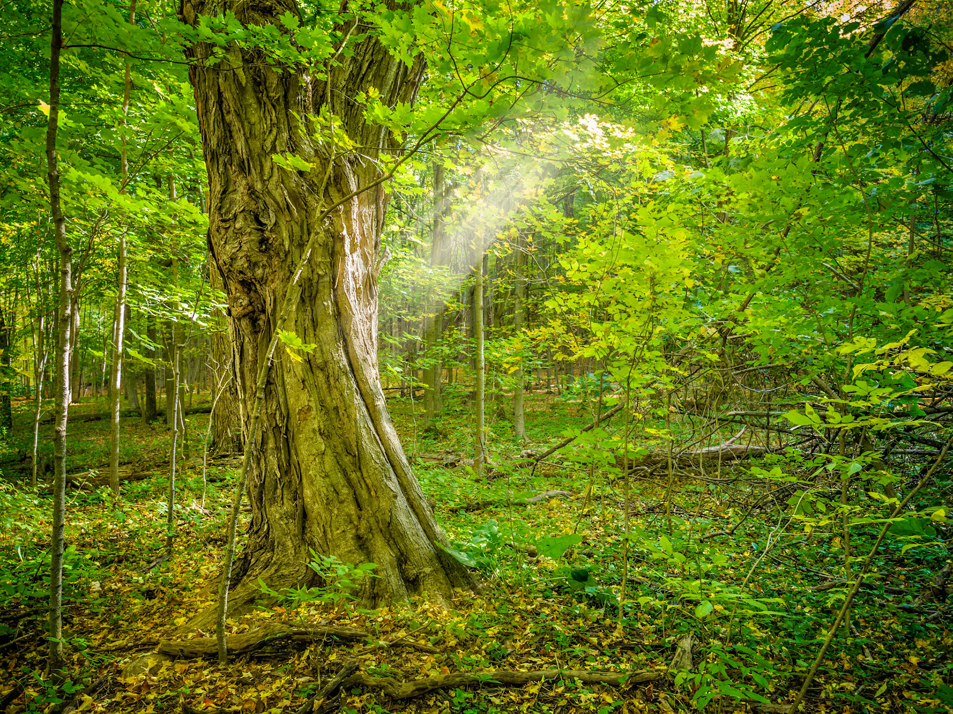 Rays of sunlight illuminate this old tree in a dense forest along Bruce Trail.