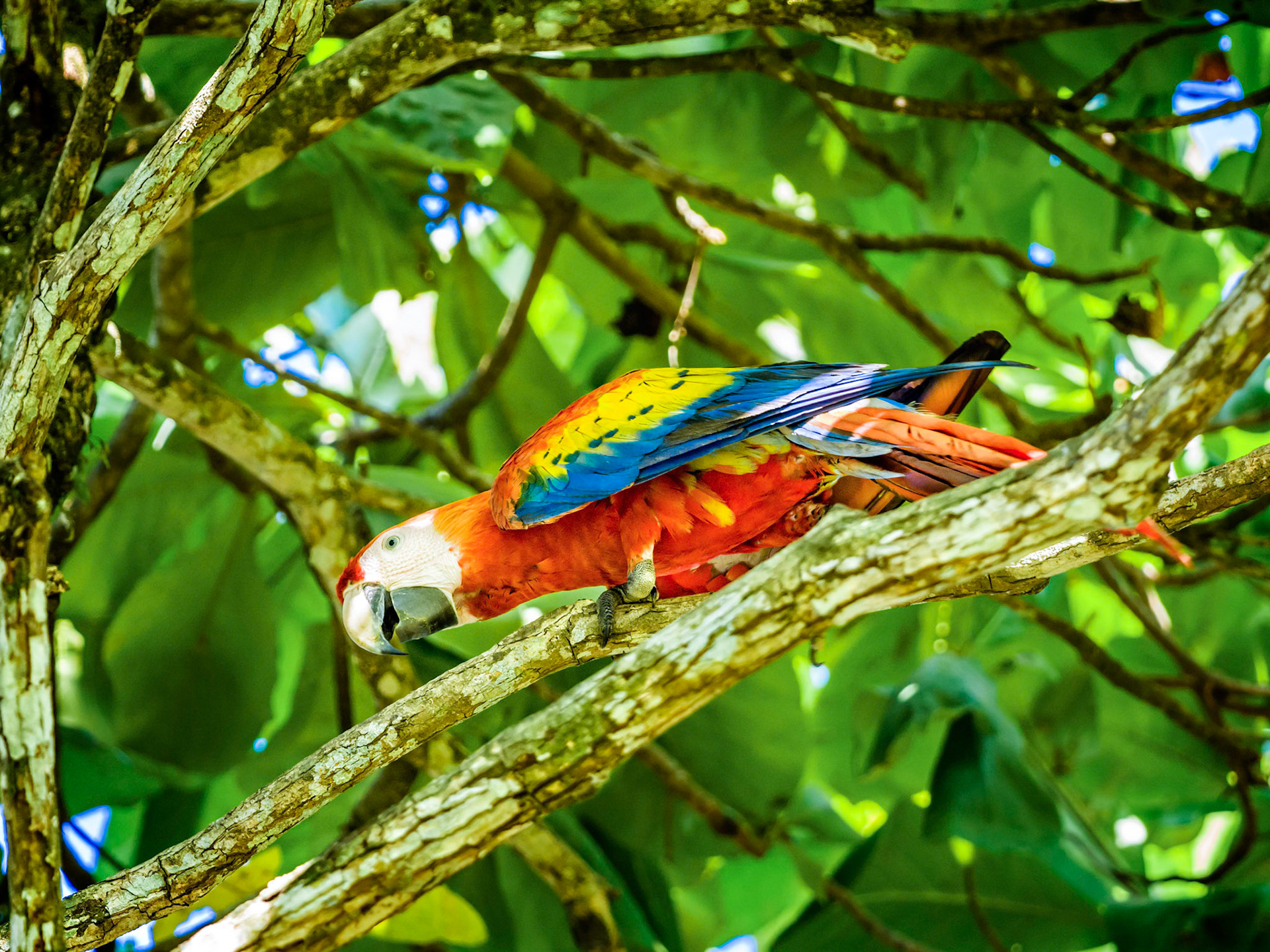 Scarlet Macaw