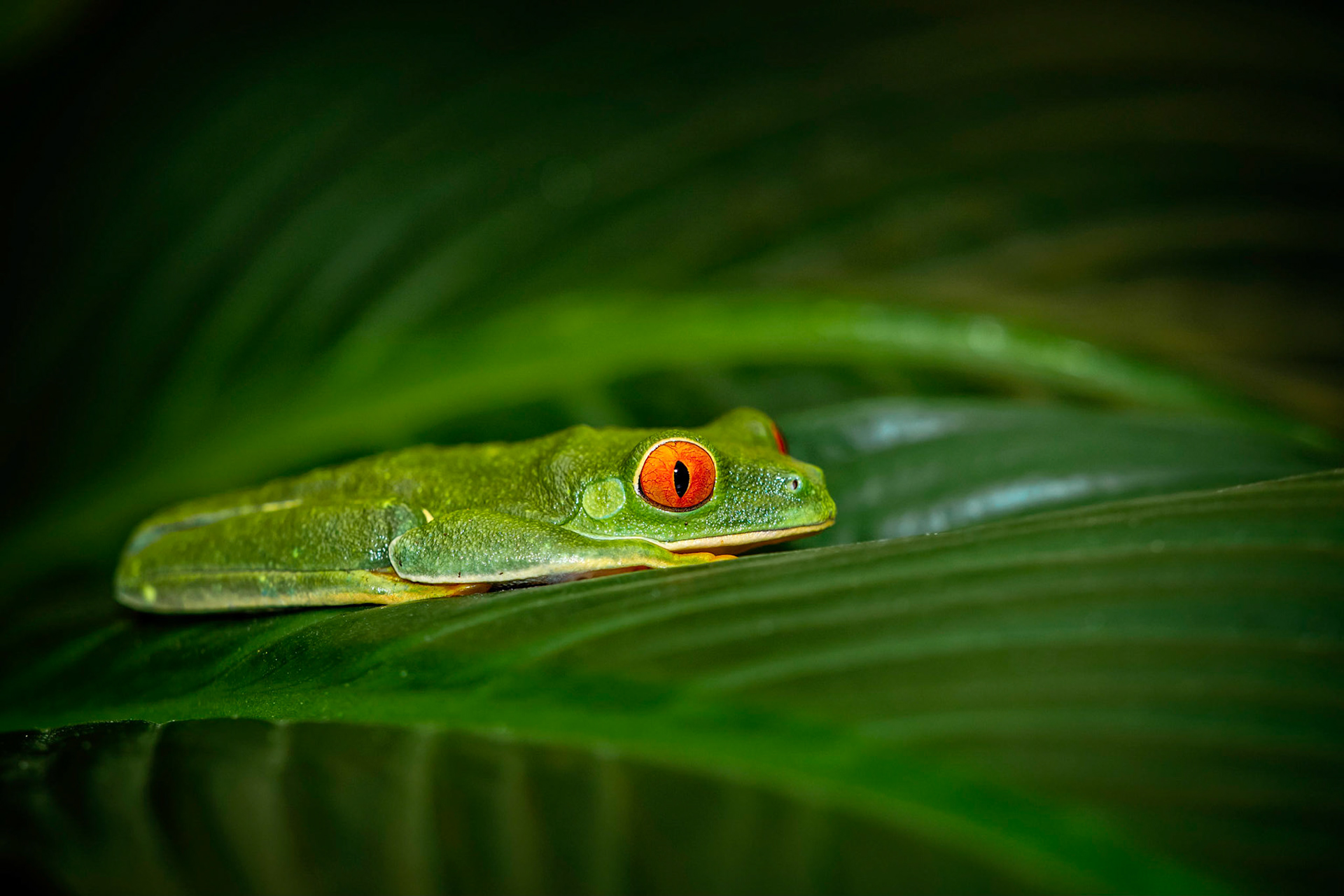 Tree Frog 4