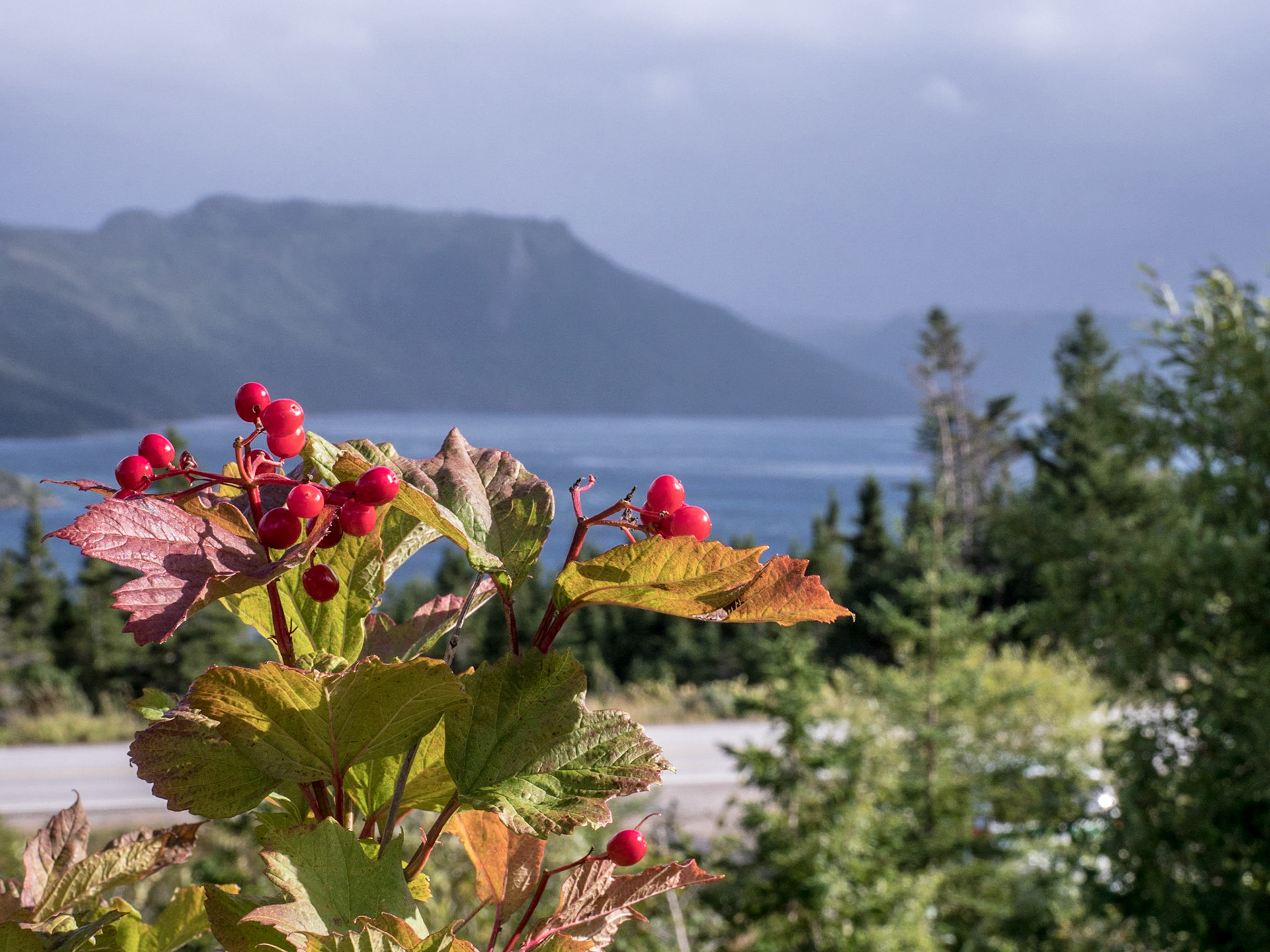 View from above the Discovery Centre in Gros Morne Park near Woody Point, NFLD.