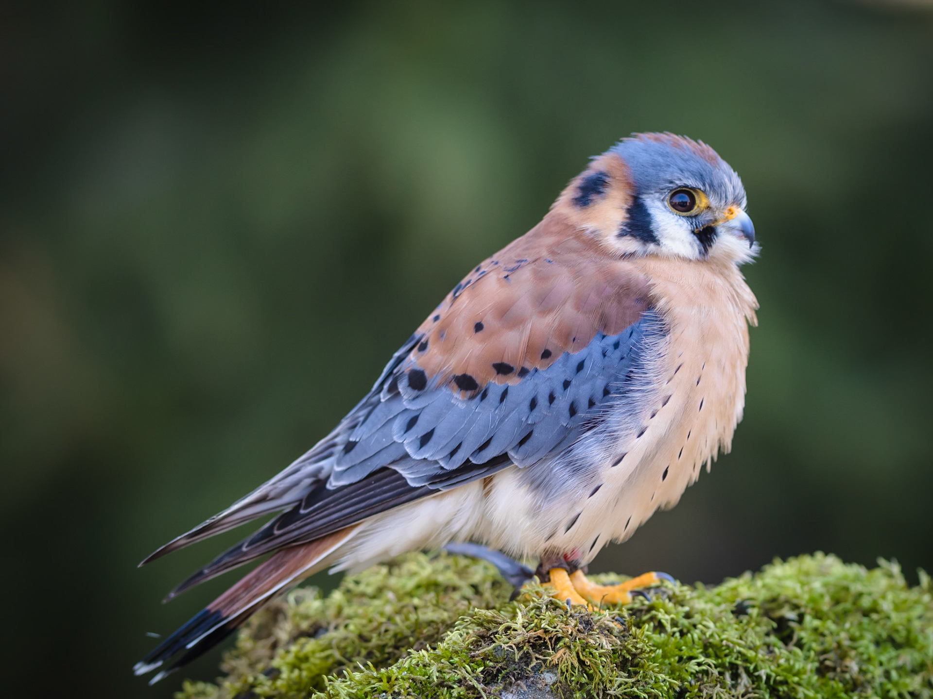 Mountsberg Kestrel