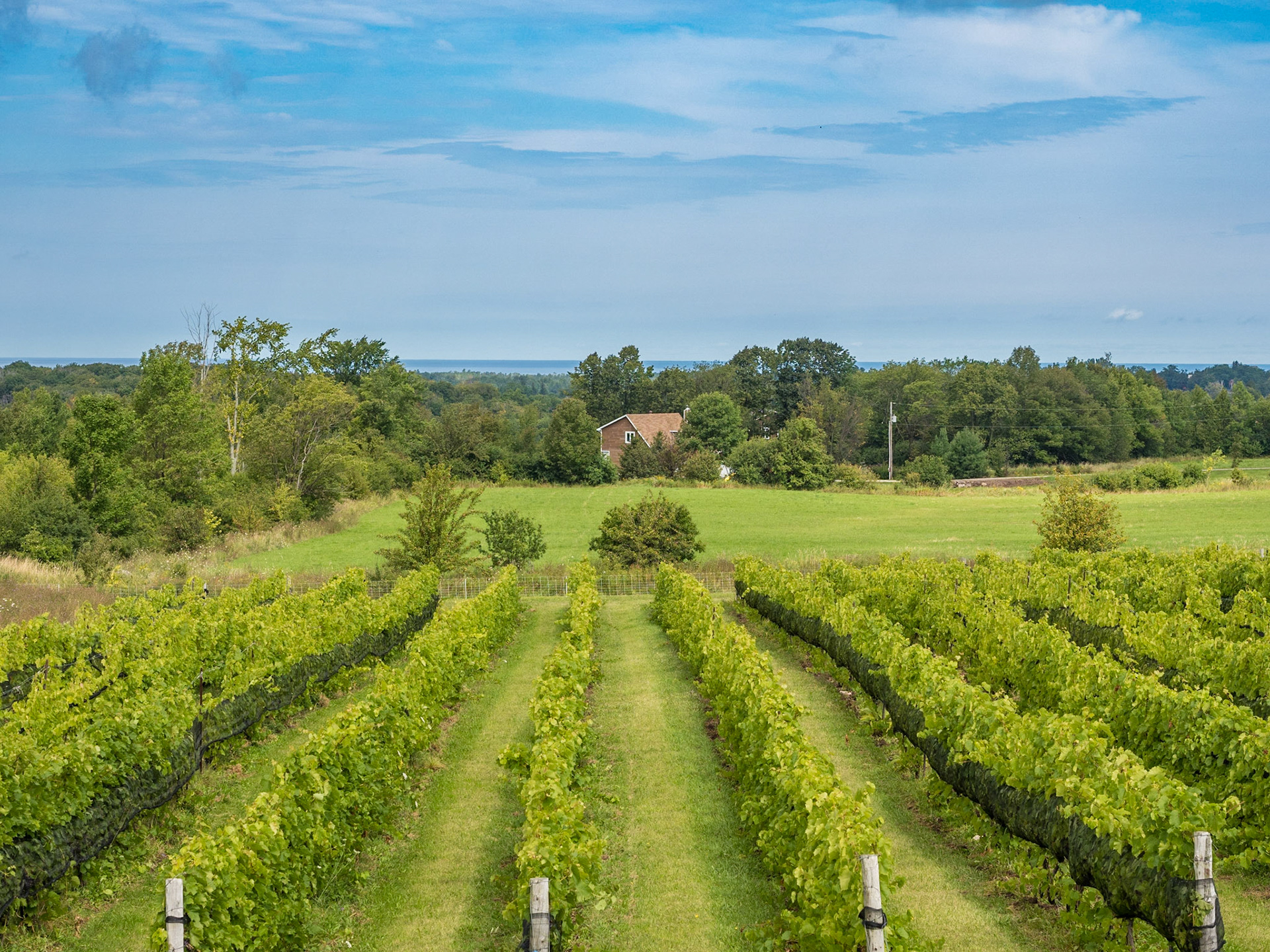 Wineries are becoming popular in the micro-climate around the Beaver Valley in Ontario.