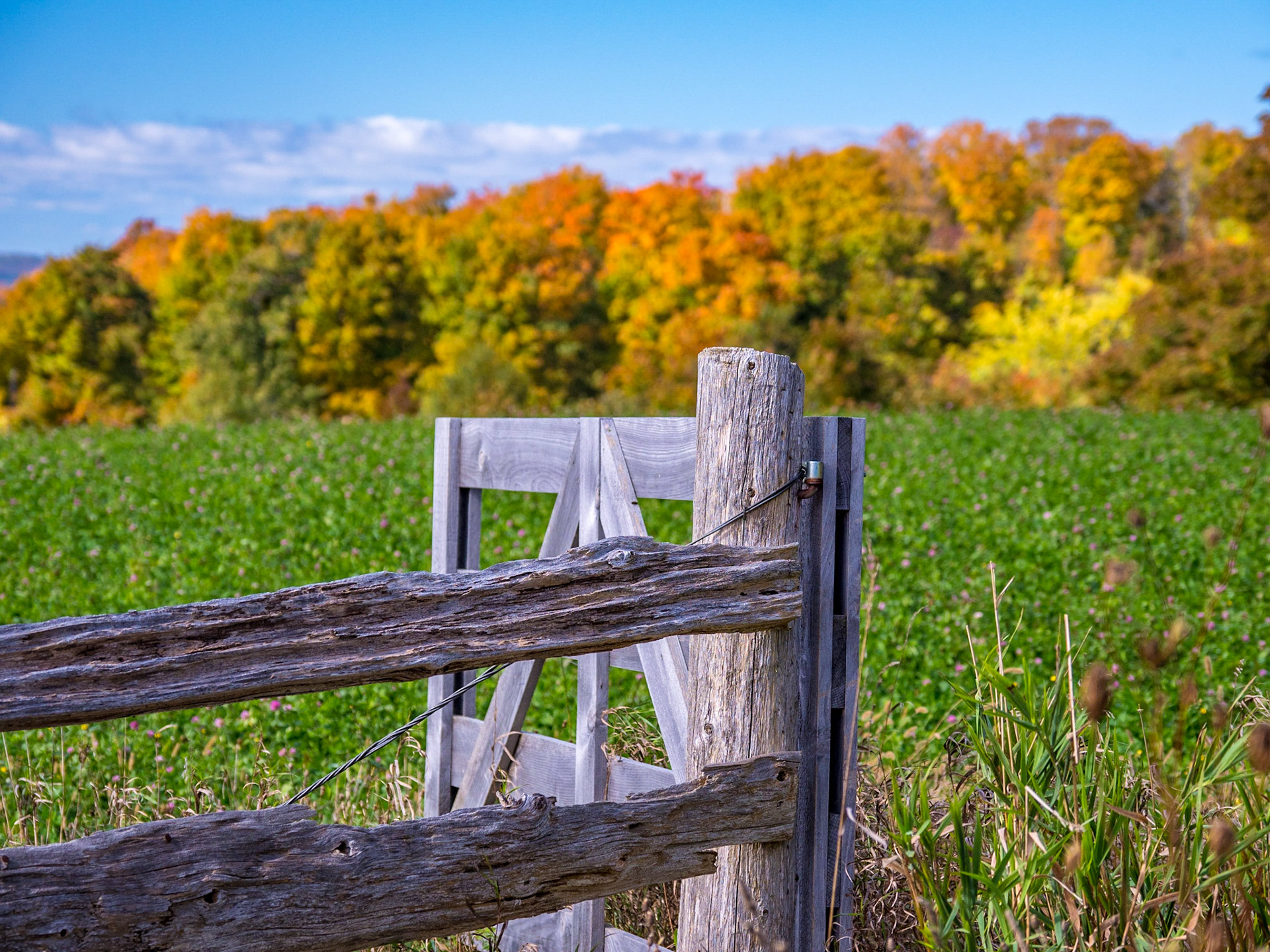 Fall farm scene taken along Grey Road 19 in the Blue Mountains, Ontario.