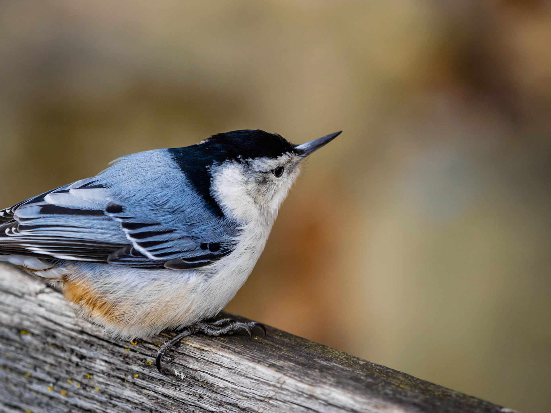 Nuthatch