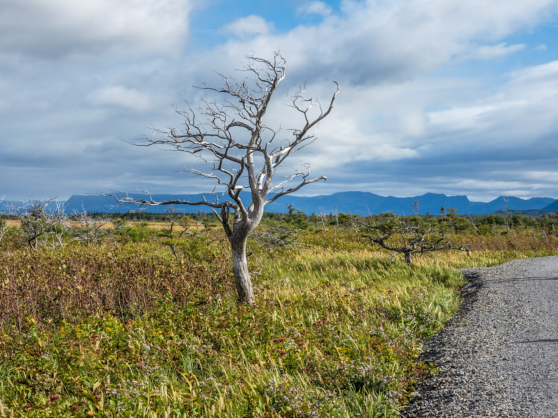 Lone tree along Western Brook Pond hiking trail in Gros Morne.