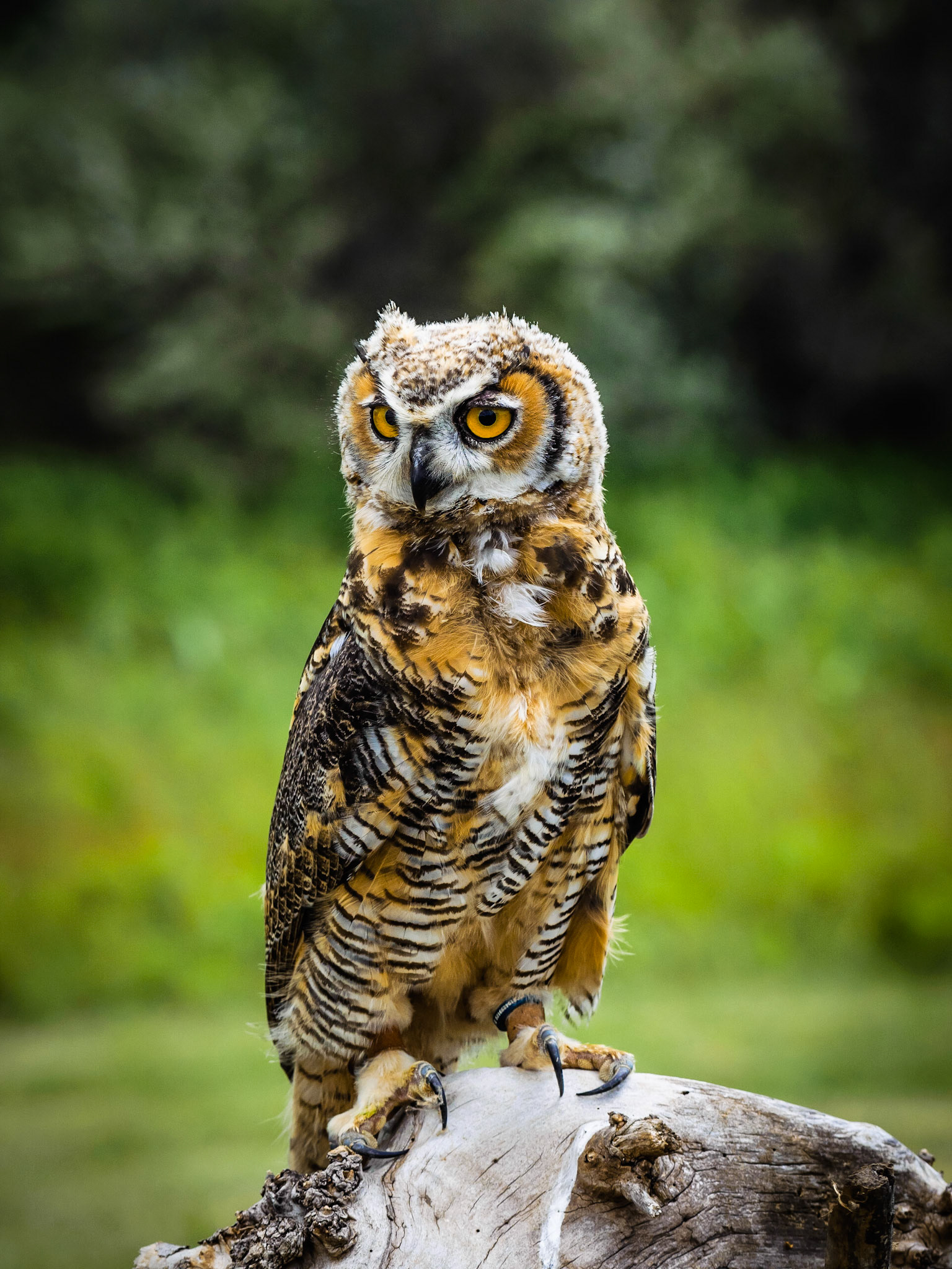 Baby Great Horned Owl