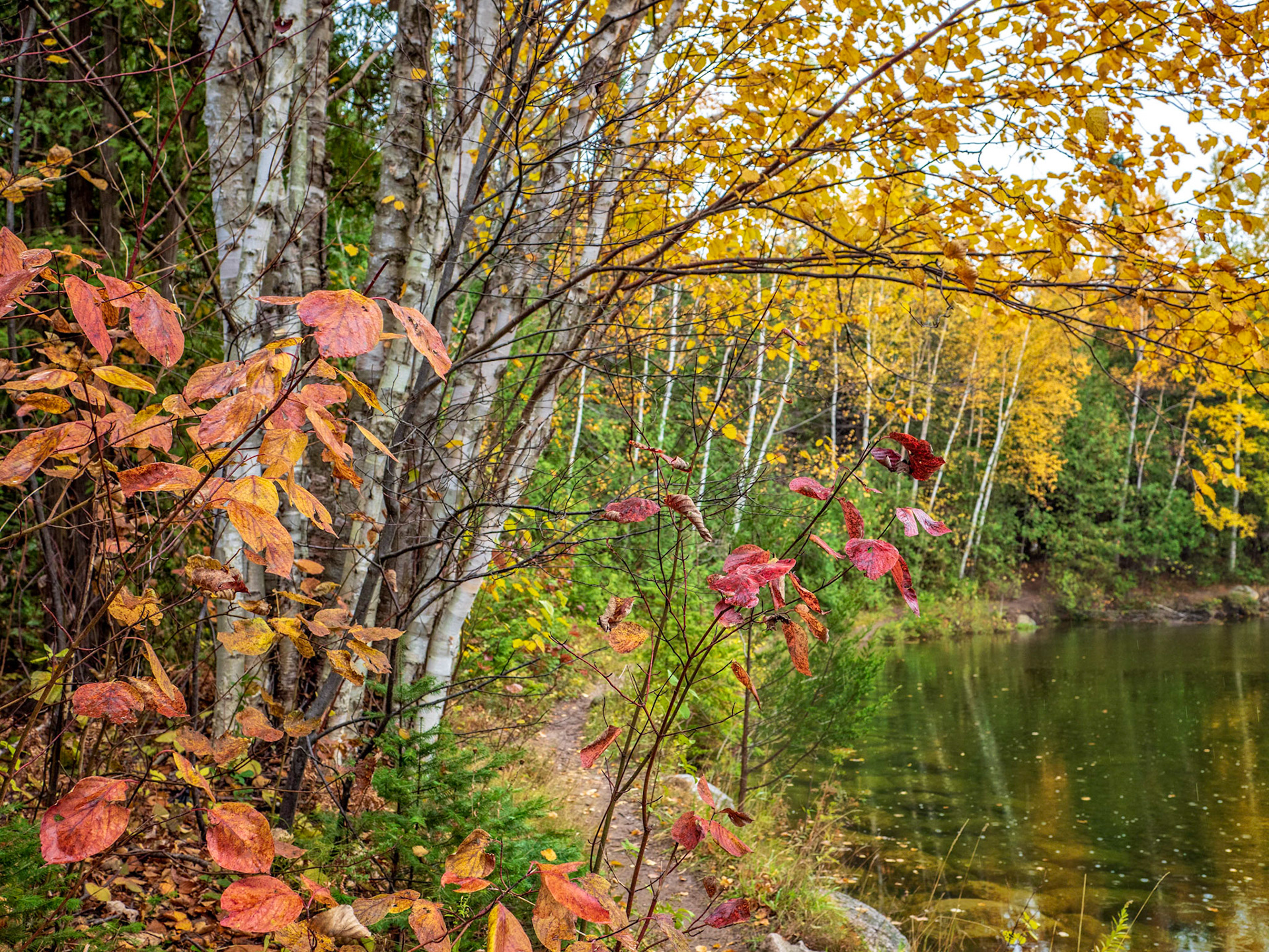 Fall colors along Indian Brook in Thornbury, Ontario.
