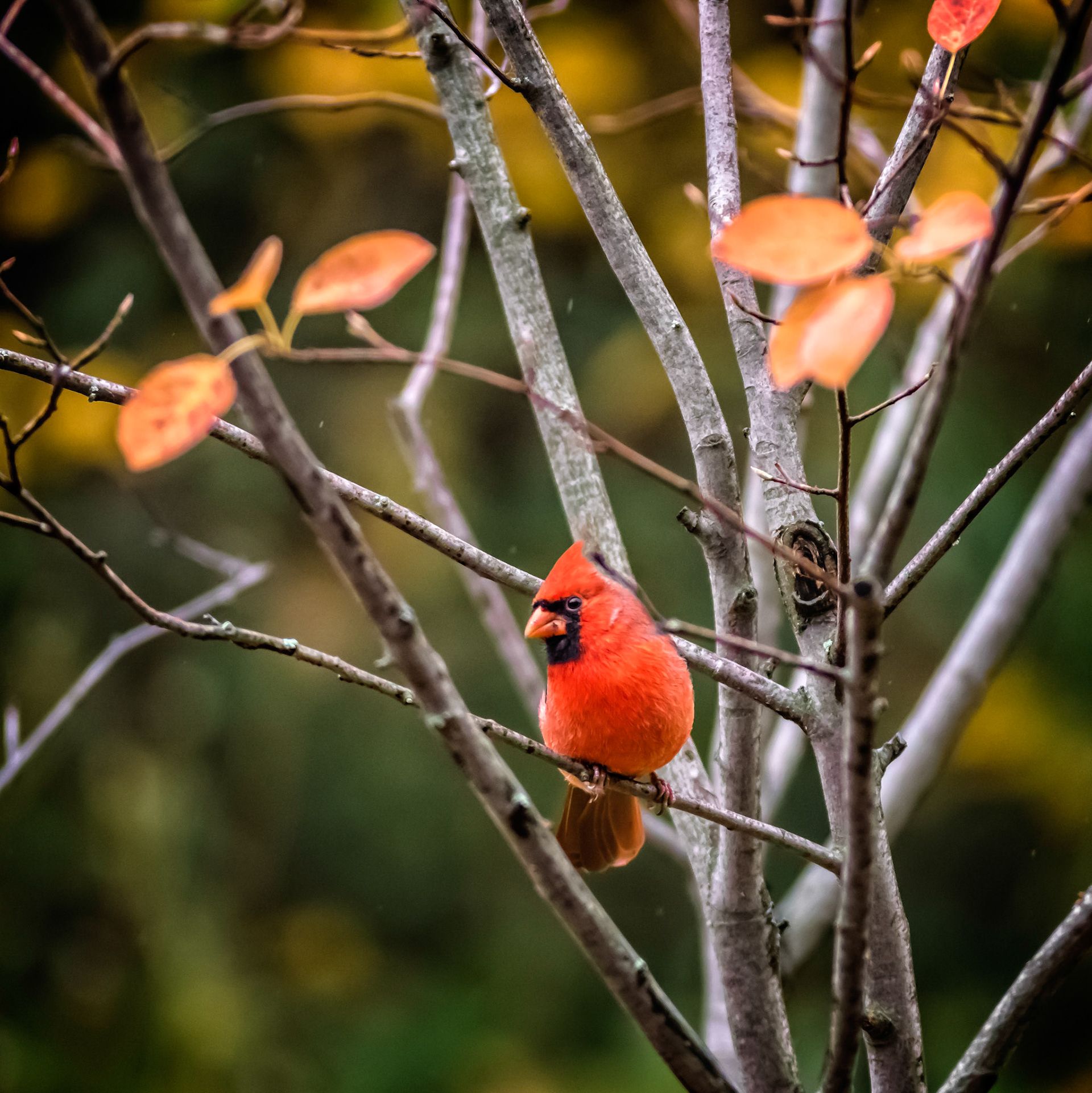 Backyard Cardinal