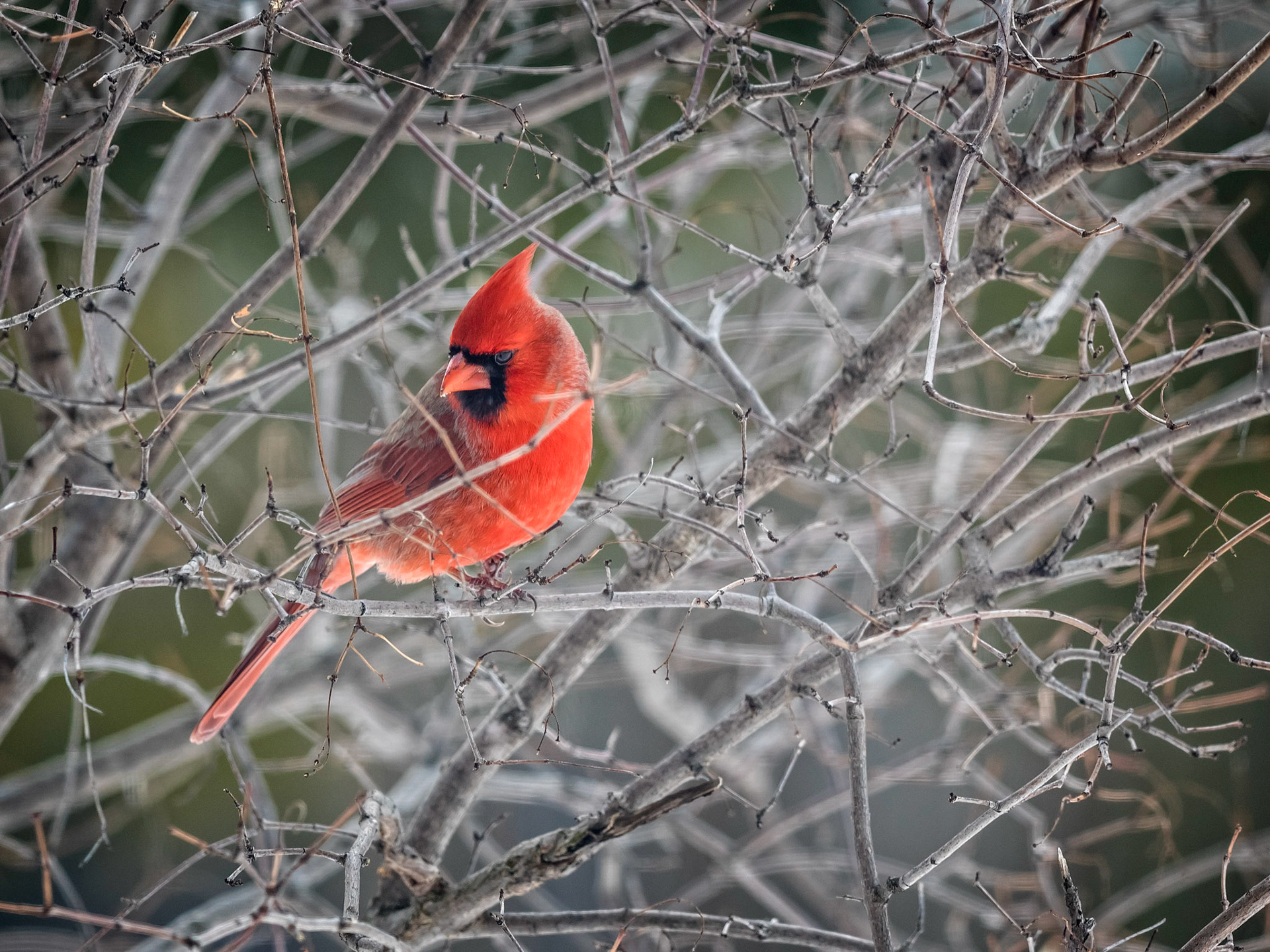 Male Cardinal
