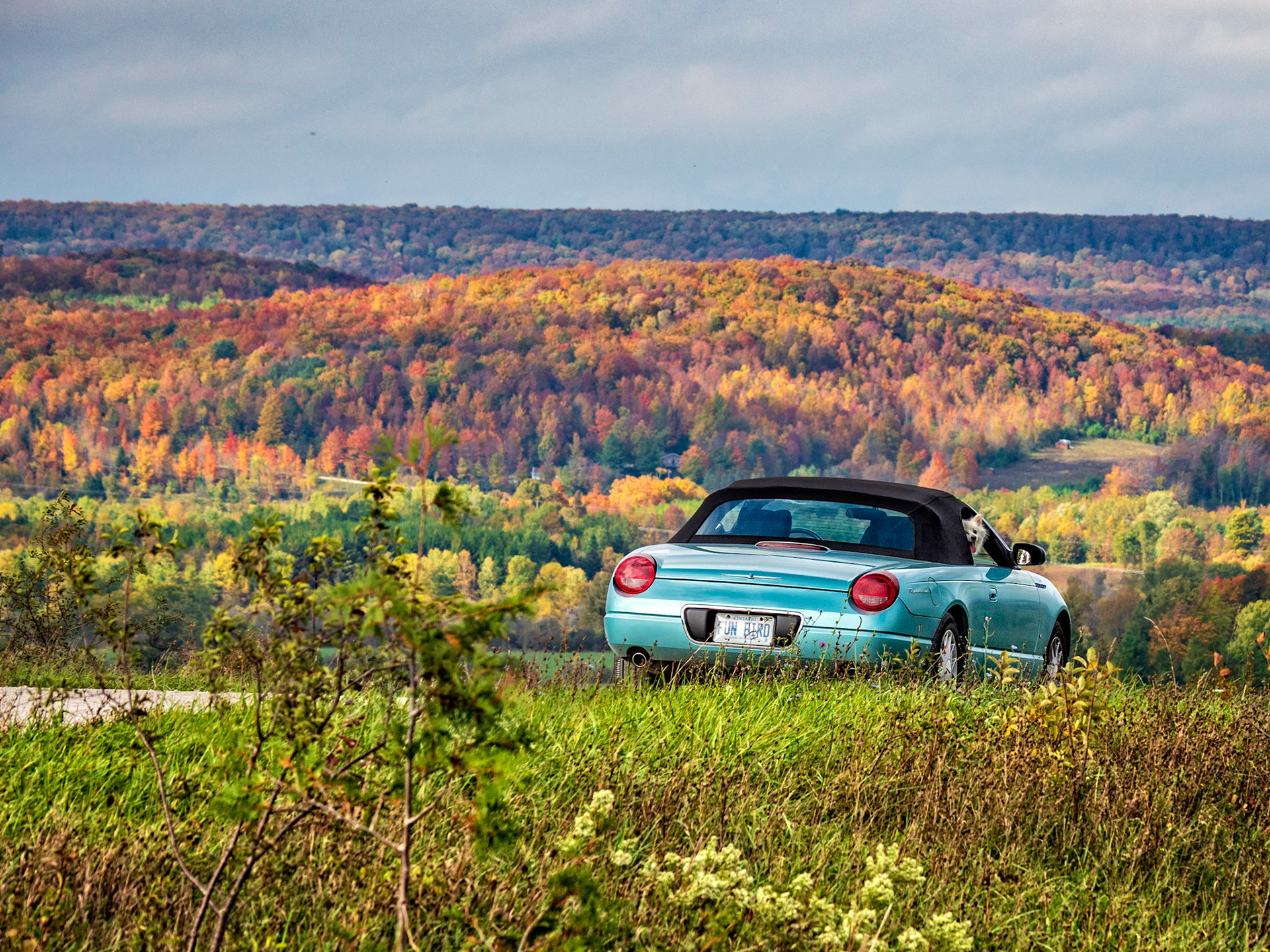 My 2002 Ford Thunderbird and dog out for a drive in the fall countryside.