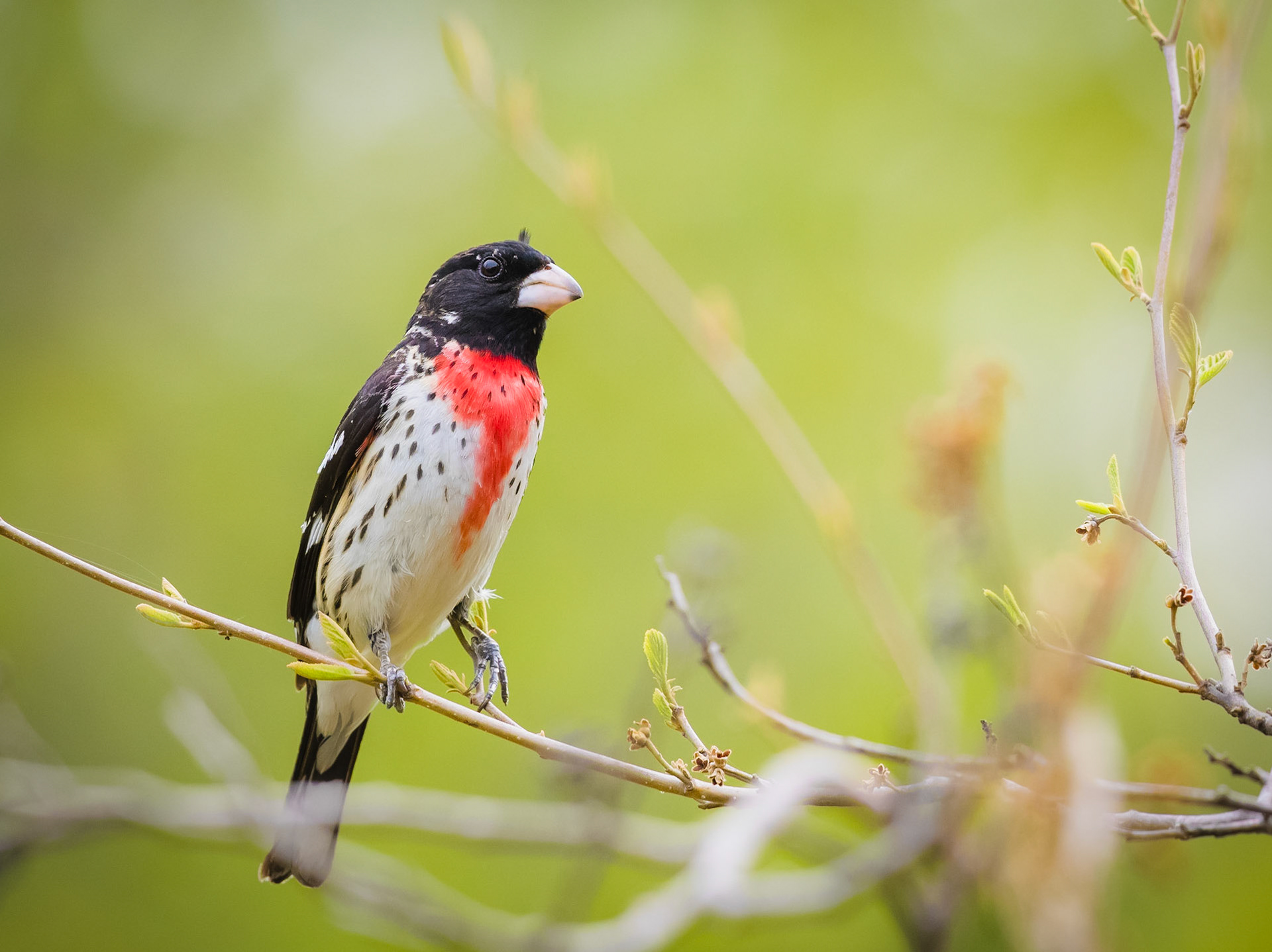 Juvenile Grosbeak