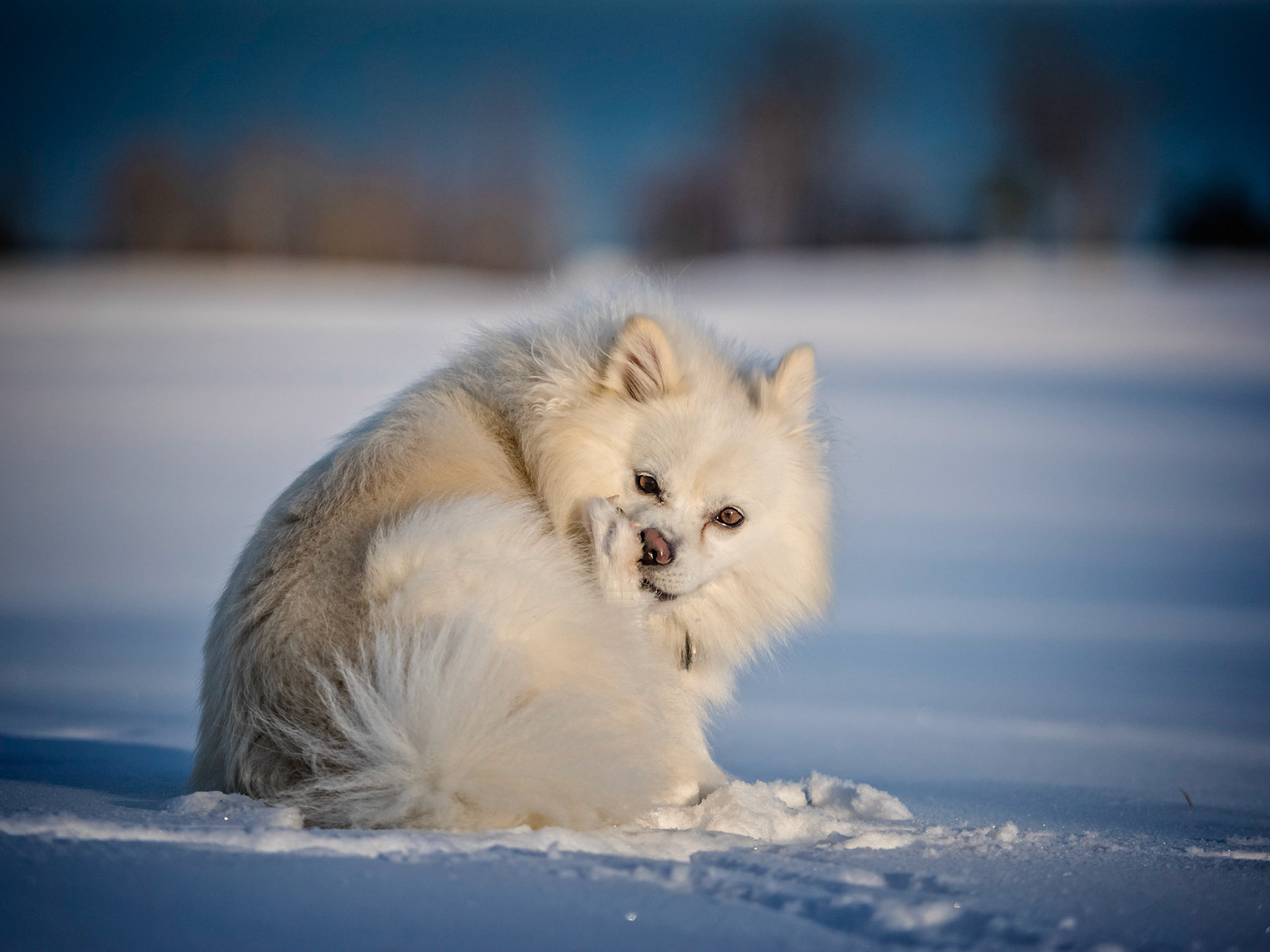 Snowy Paws