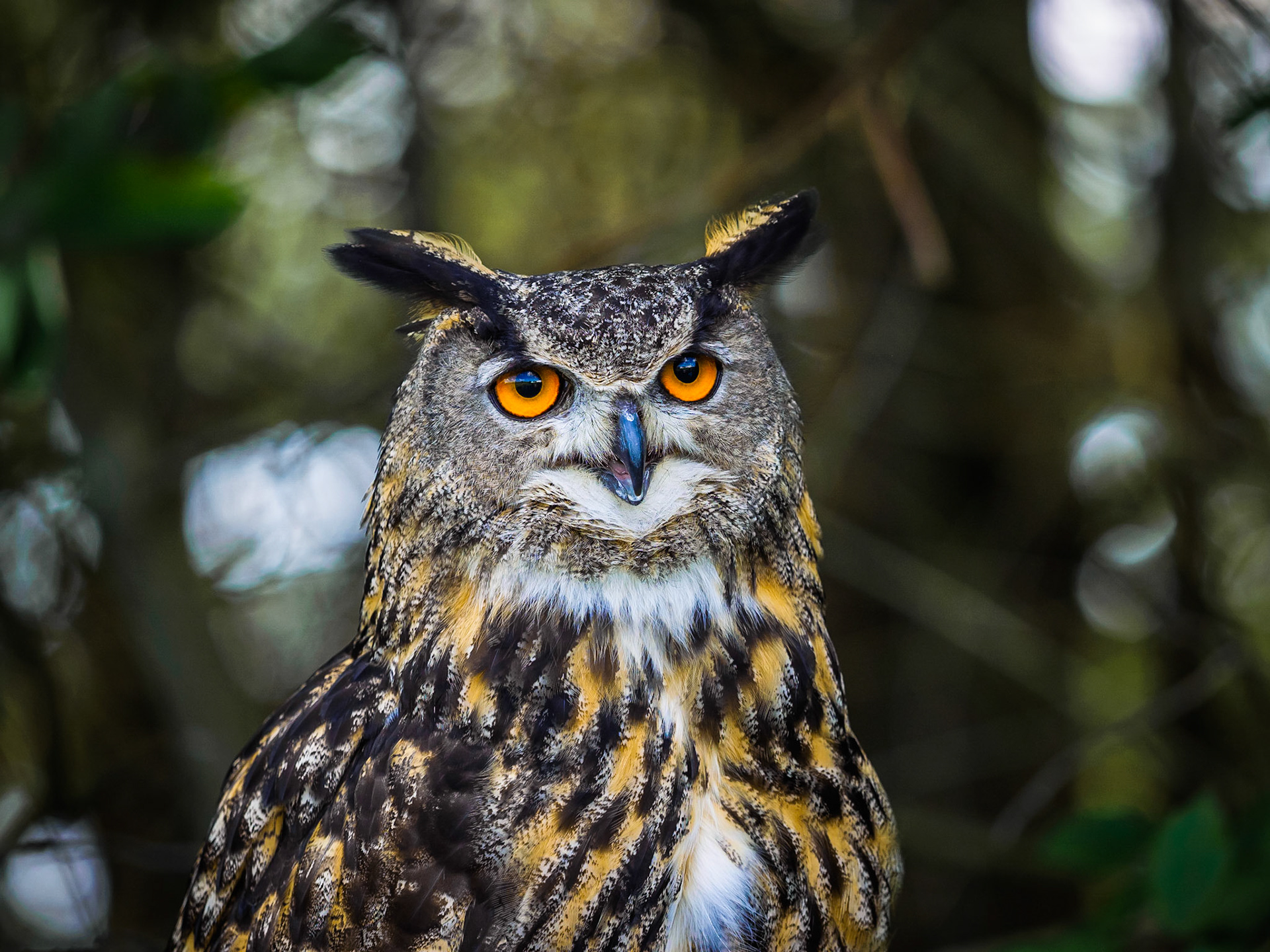 Eurasian Eagle Owl