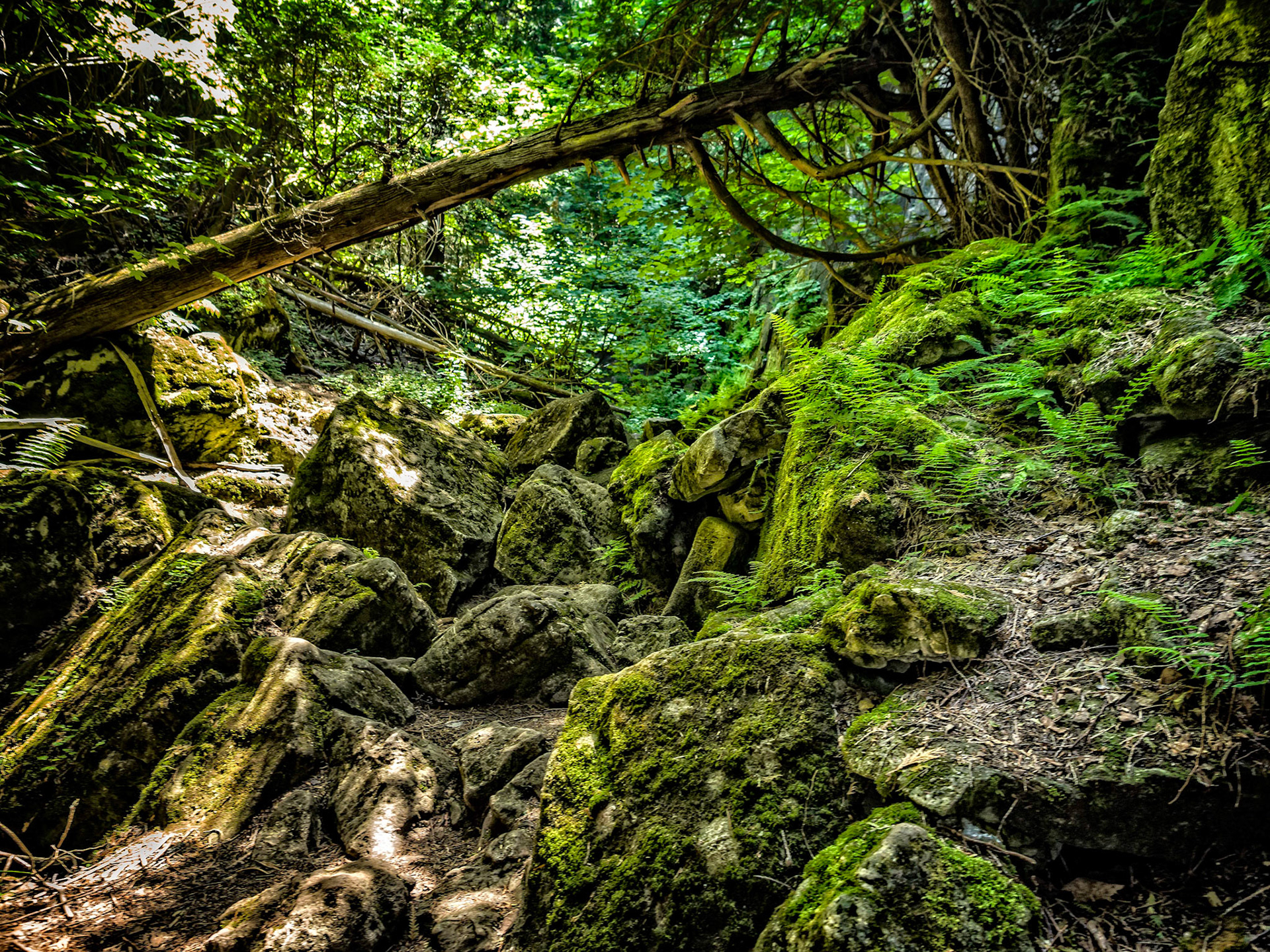 Kolapore forest vegetation in the Blue Mountains, Ontario.