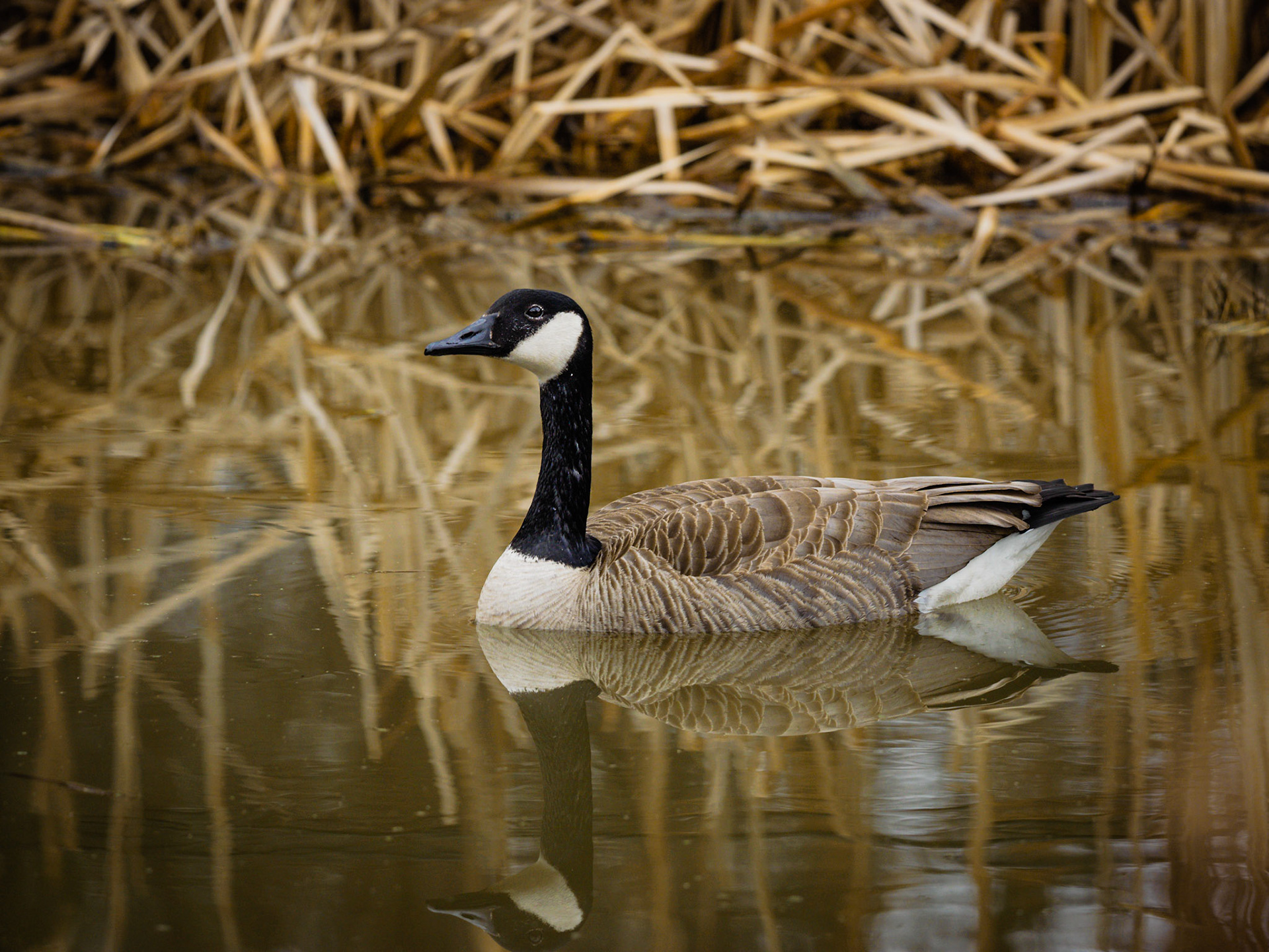 Canada Goose