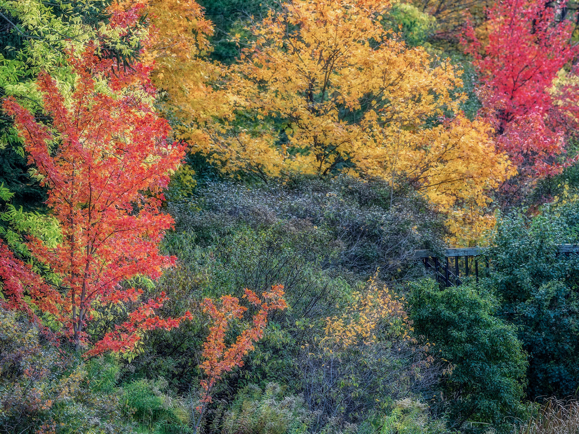 Beautiful fall foliage in a park in Oakville, Ontario.