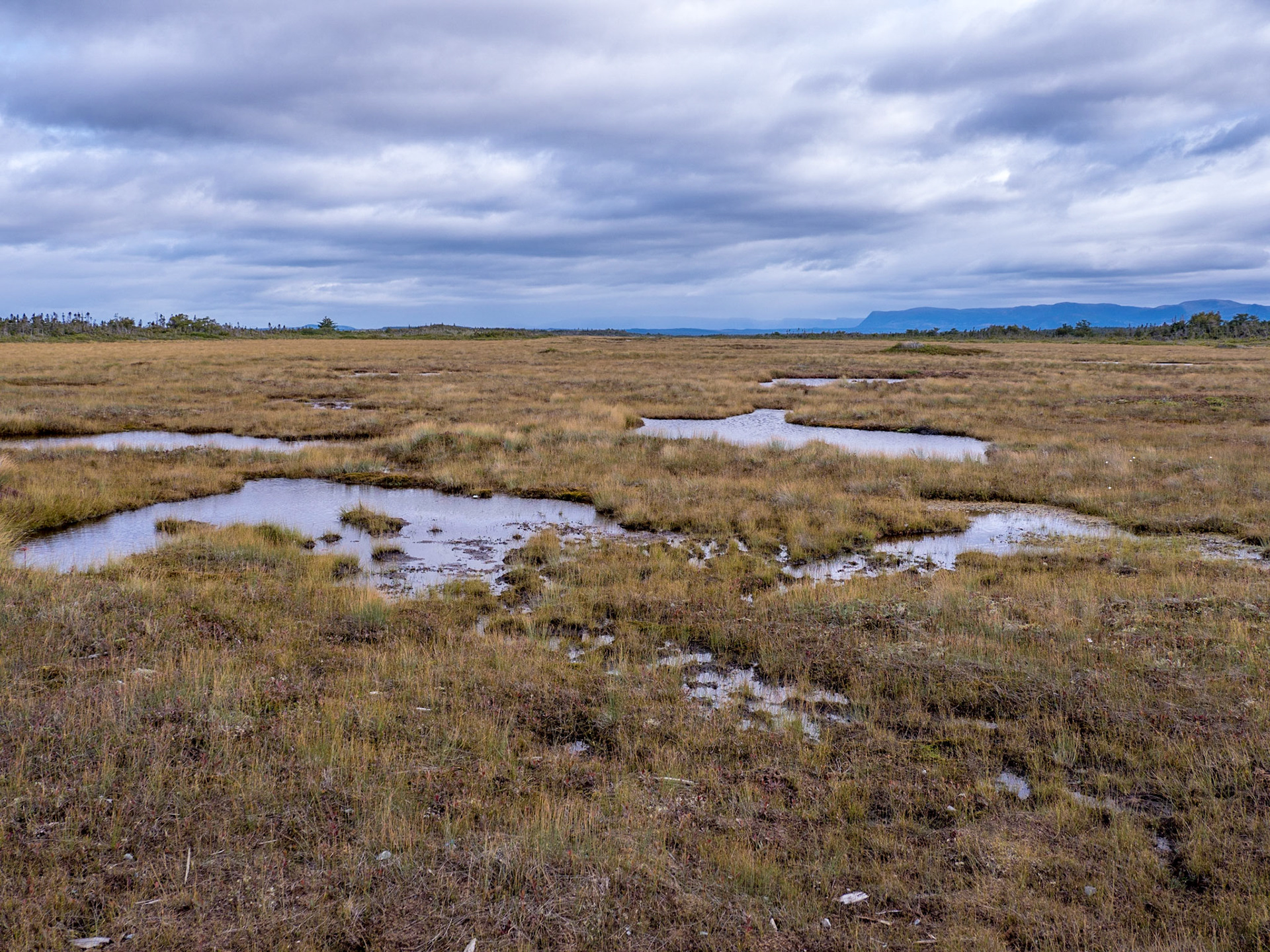 Marshland along Western Brook Pond trail in Gors Morne Park, Newfoundland.