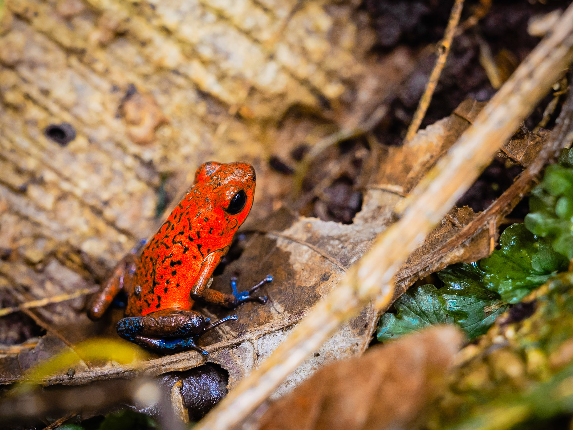trawberry Poison Dart Frog