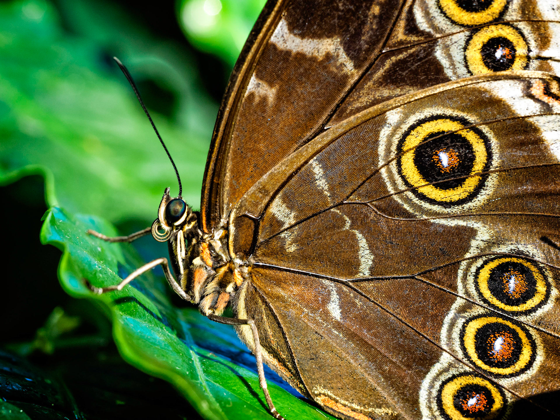 Butterfly Beauty