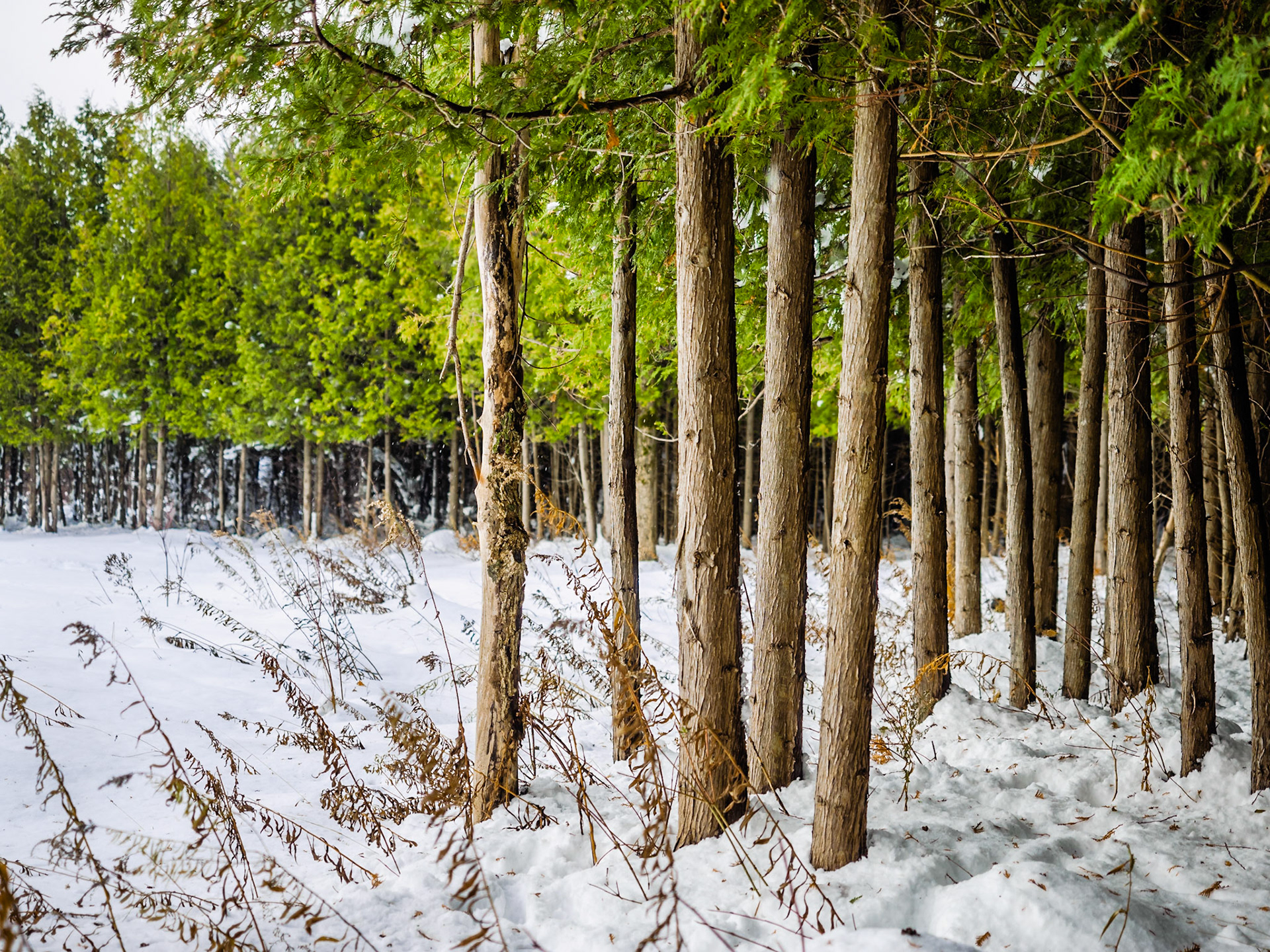 A winter scene in the forests surrounding Lora Bay golf course.