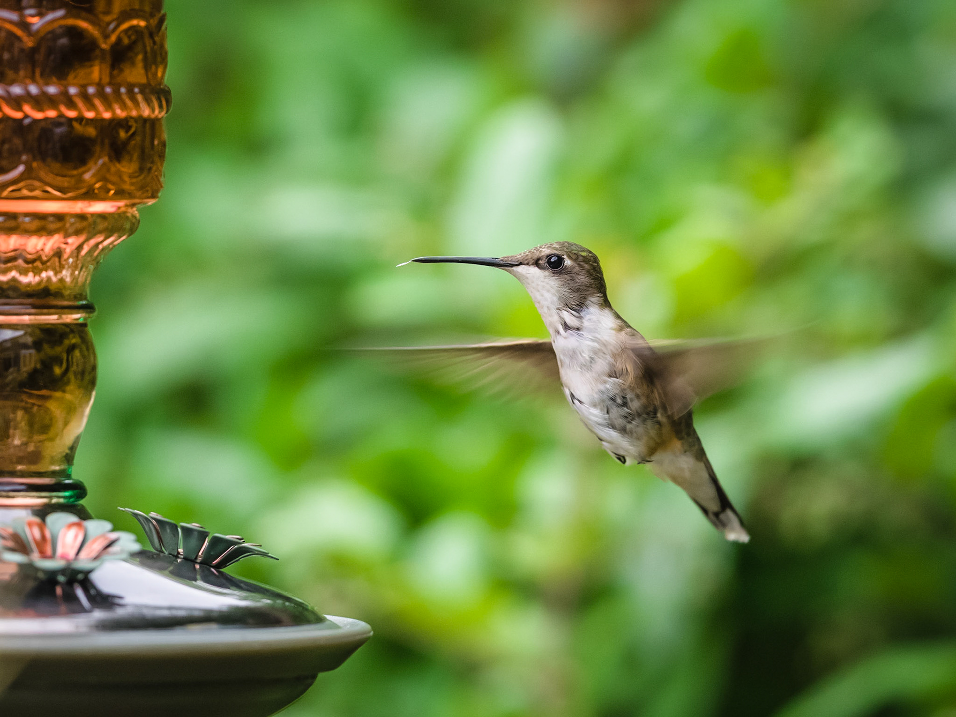 Hovering Hummingbird
