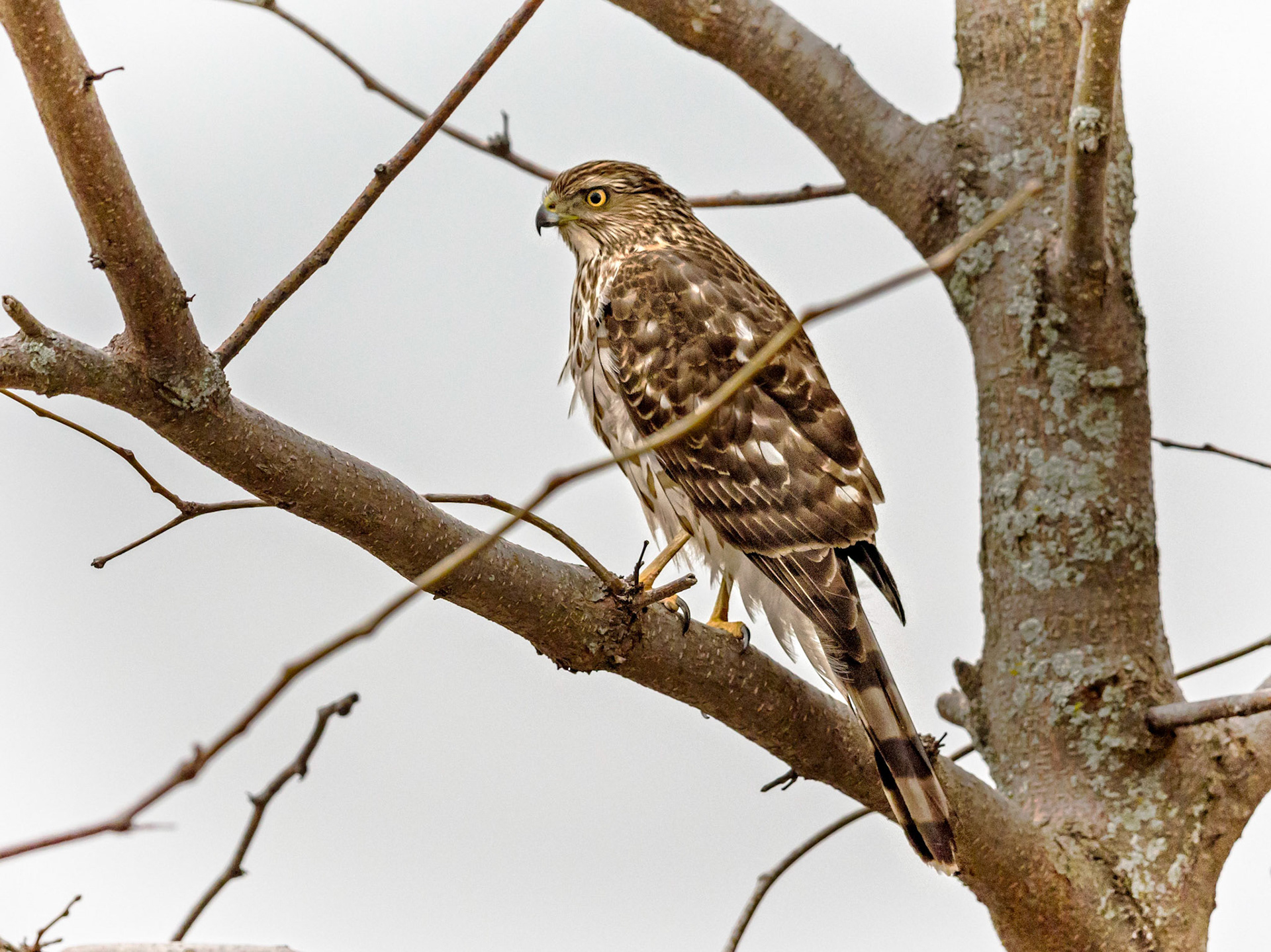 Cooper's Hawk